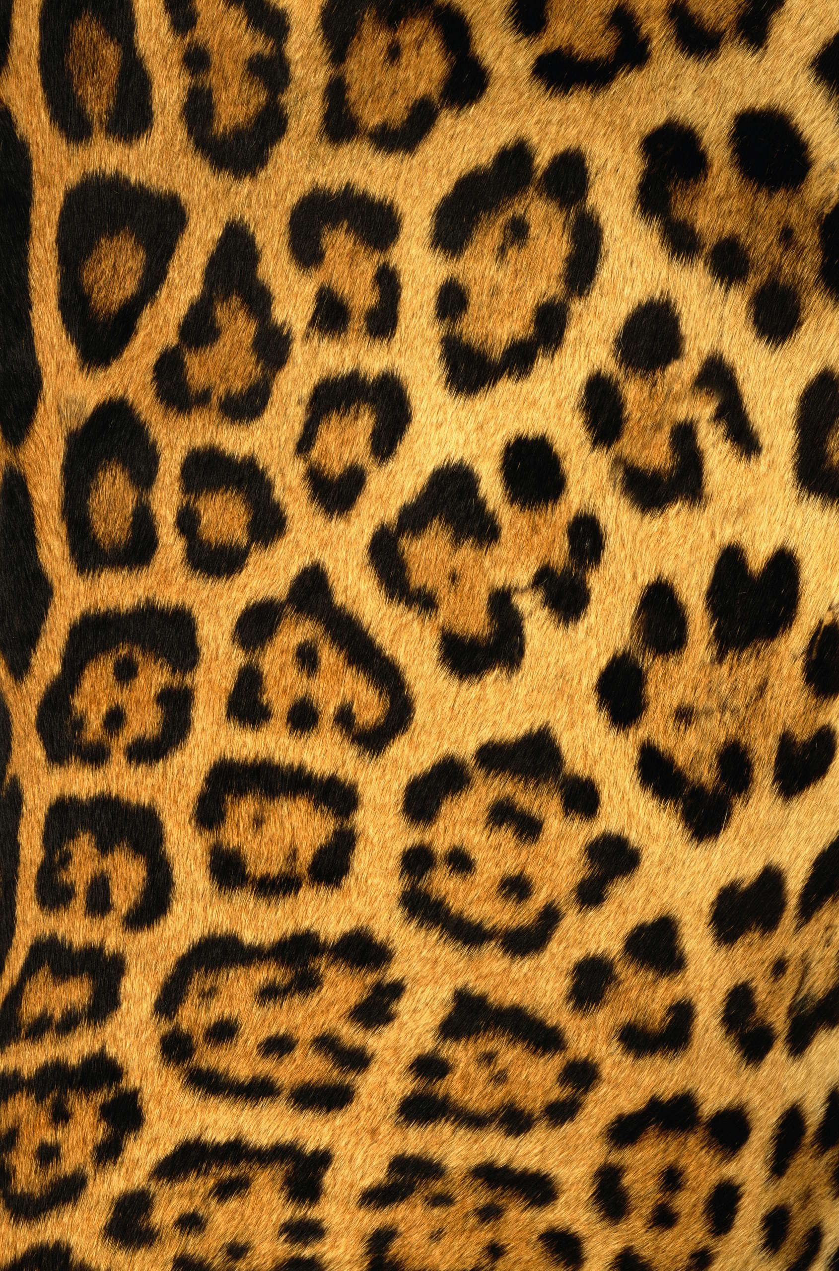 11559 baixar papel de parede fundo, leopards, laranja - protetores de tela e imagens gratuitamente