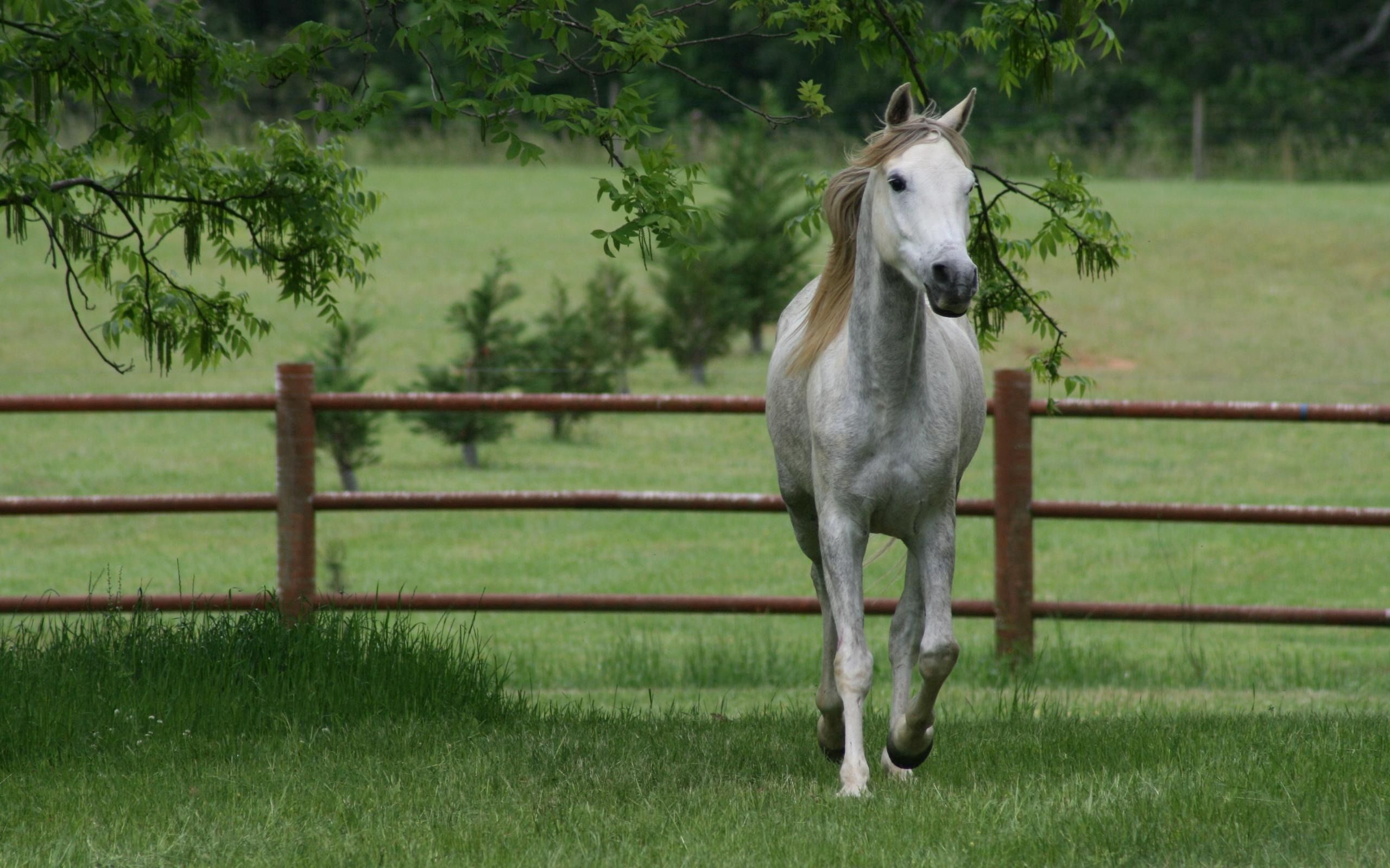 animals, trees, grass, stroll, horse, corral High Definition image