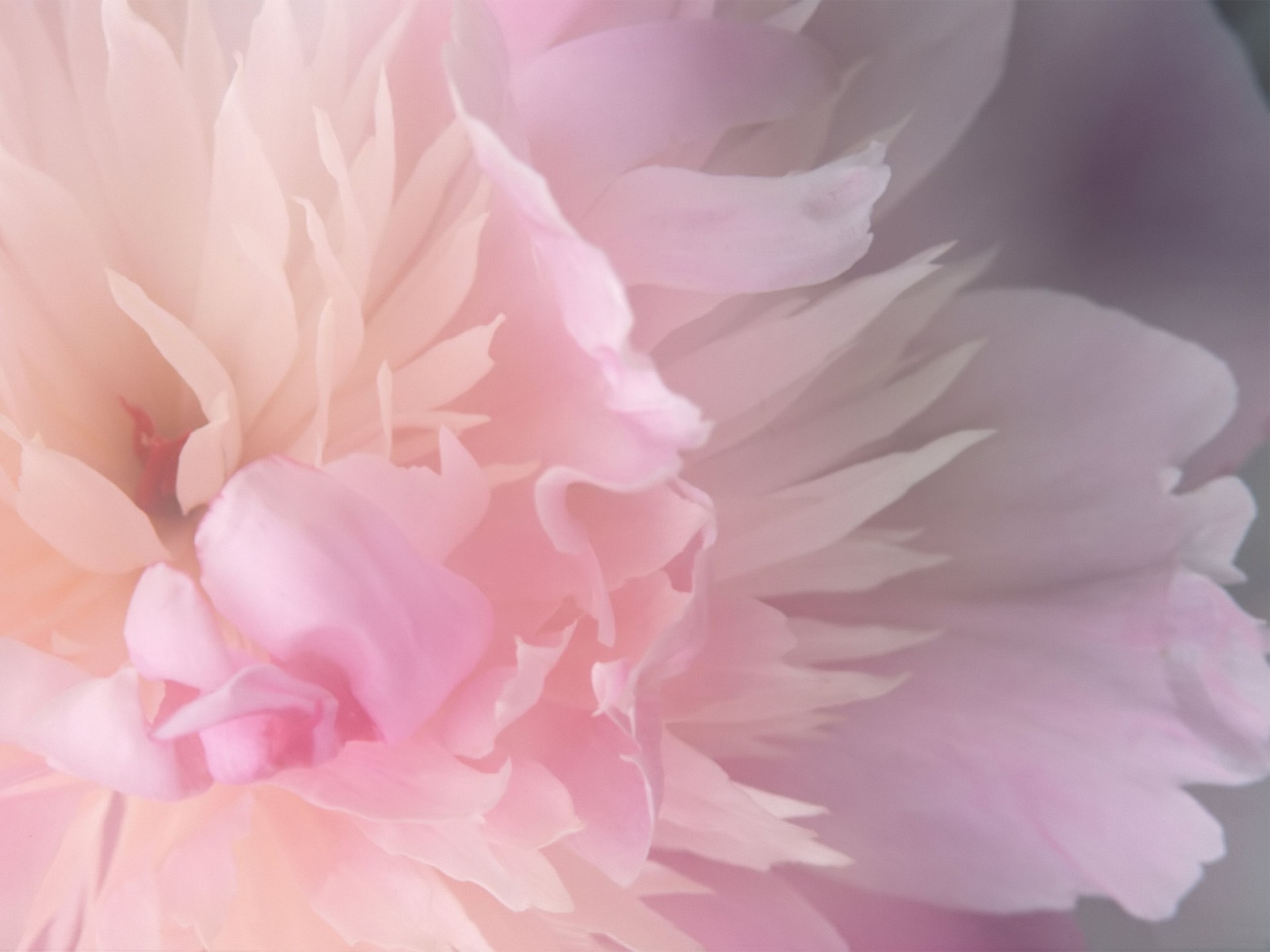 PC Wallpapers paints, abstract, flower, light, petals, lines, light coloured