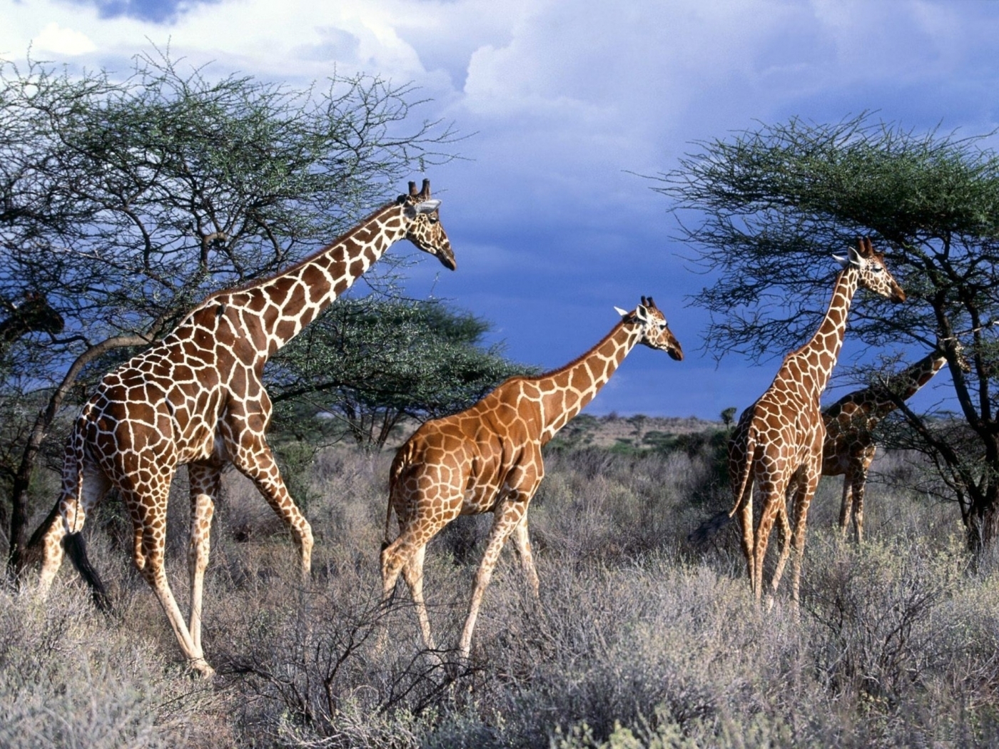 animals, nature, giraffes