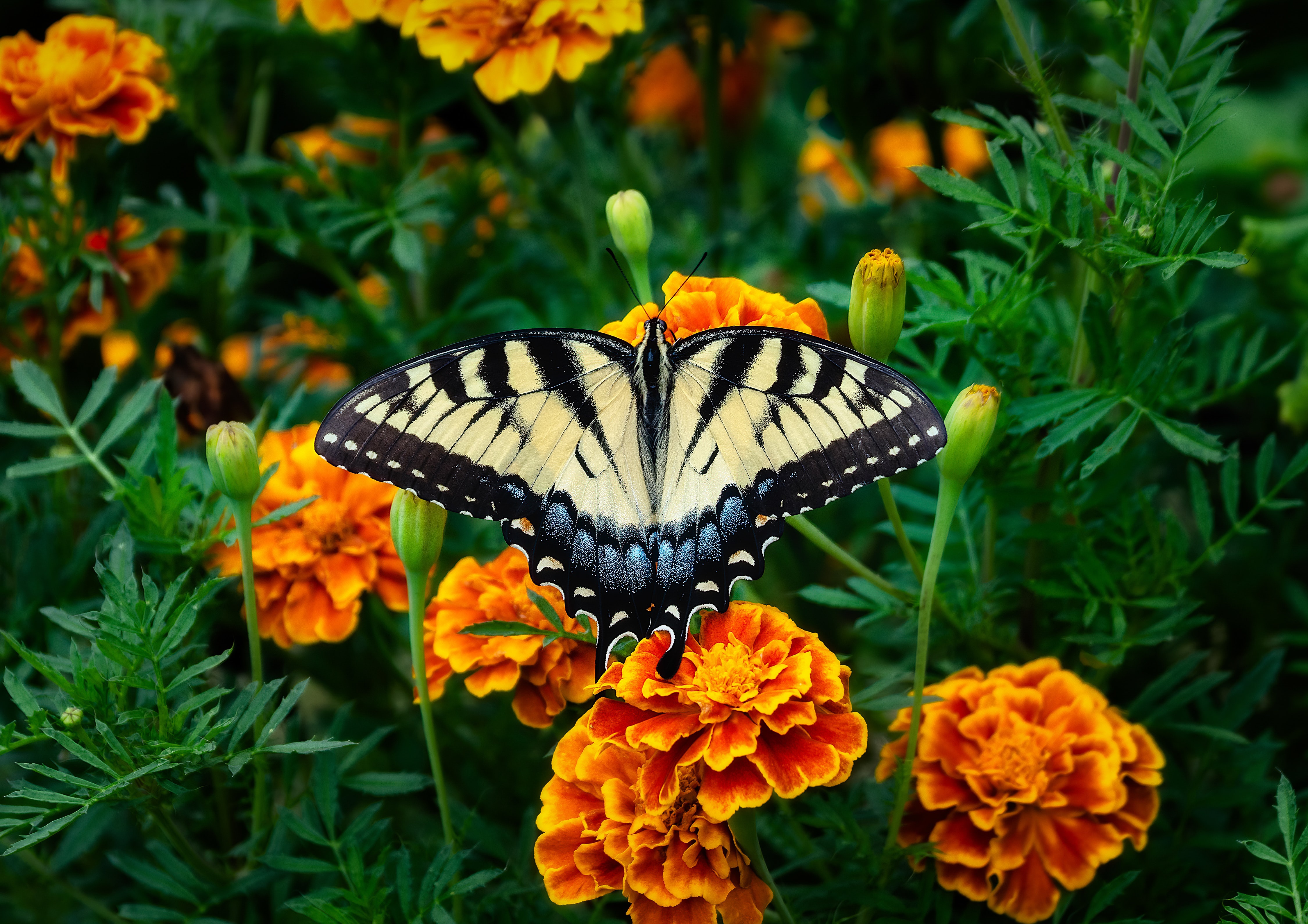 animal, swallowtail butterfly, butterfly, flower, insect, macro, marigold, insects