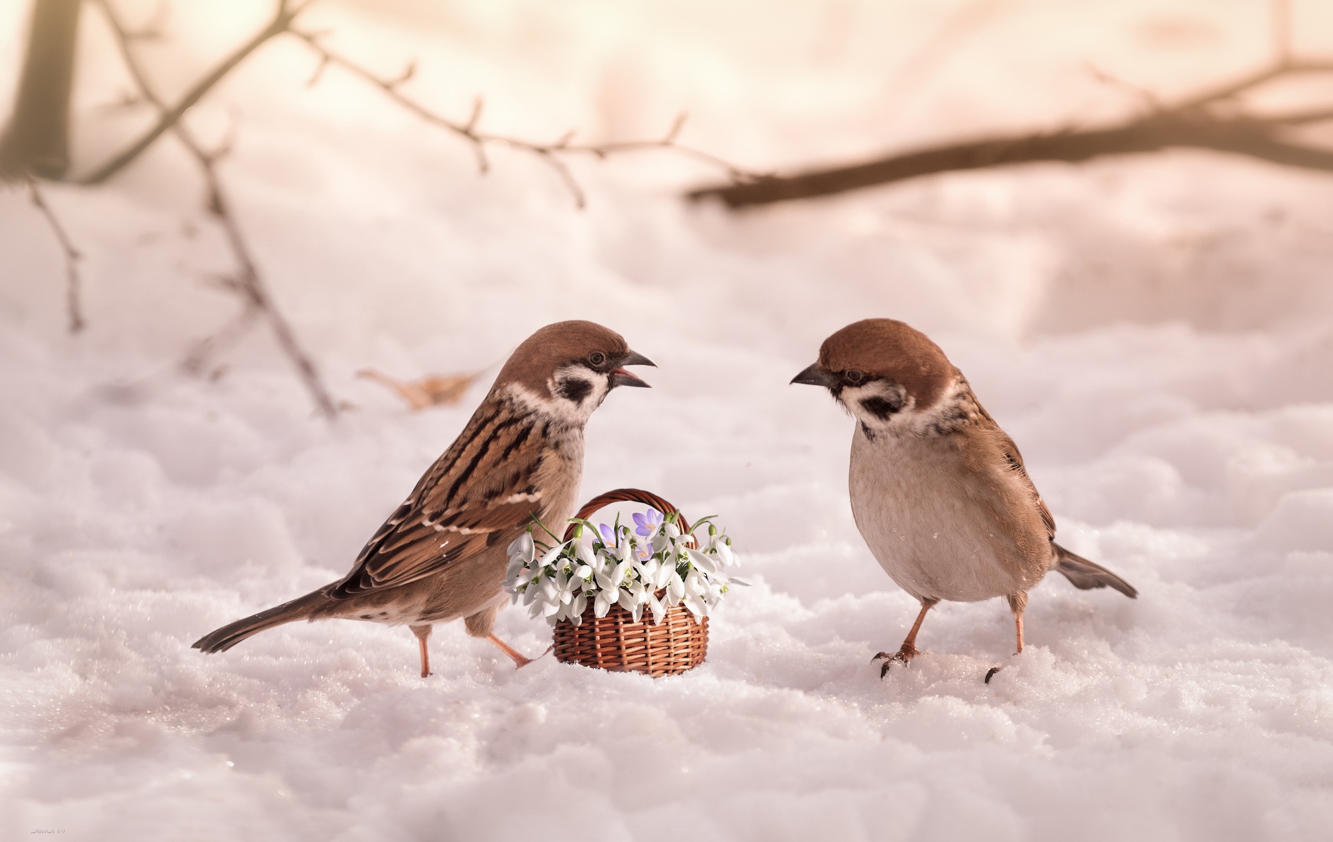 vertical wallpaper animal, sparrow, basket, bird, flower, snow, snowdrop, birds