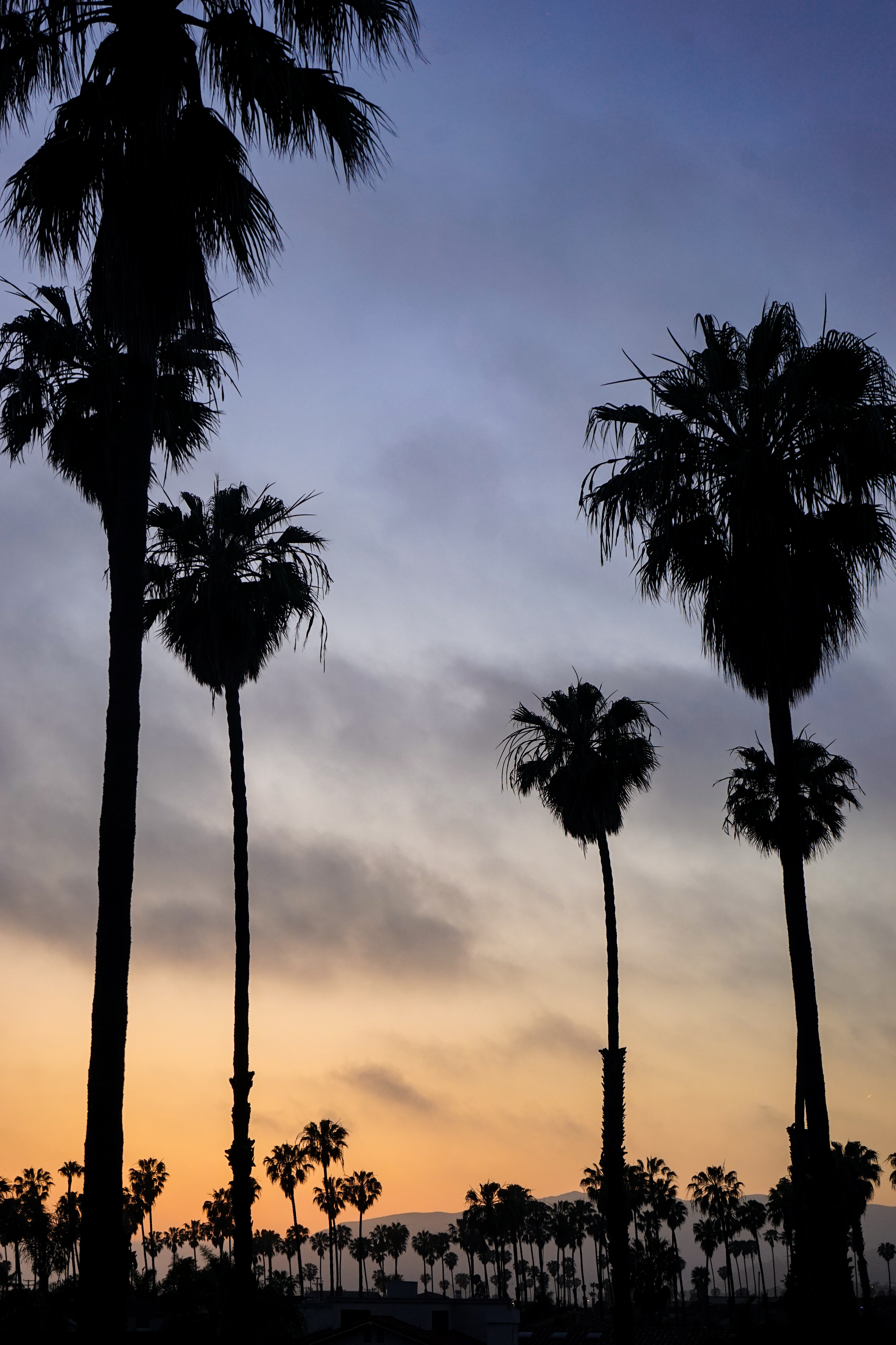 Laden Sie das Natur, Sunset, Sky, Palms, Übernachtung, Tropen-Bild kostenlos auf Ihren PC-Desktop herunter
