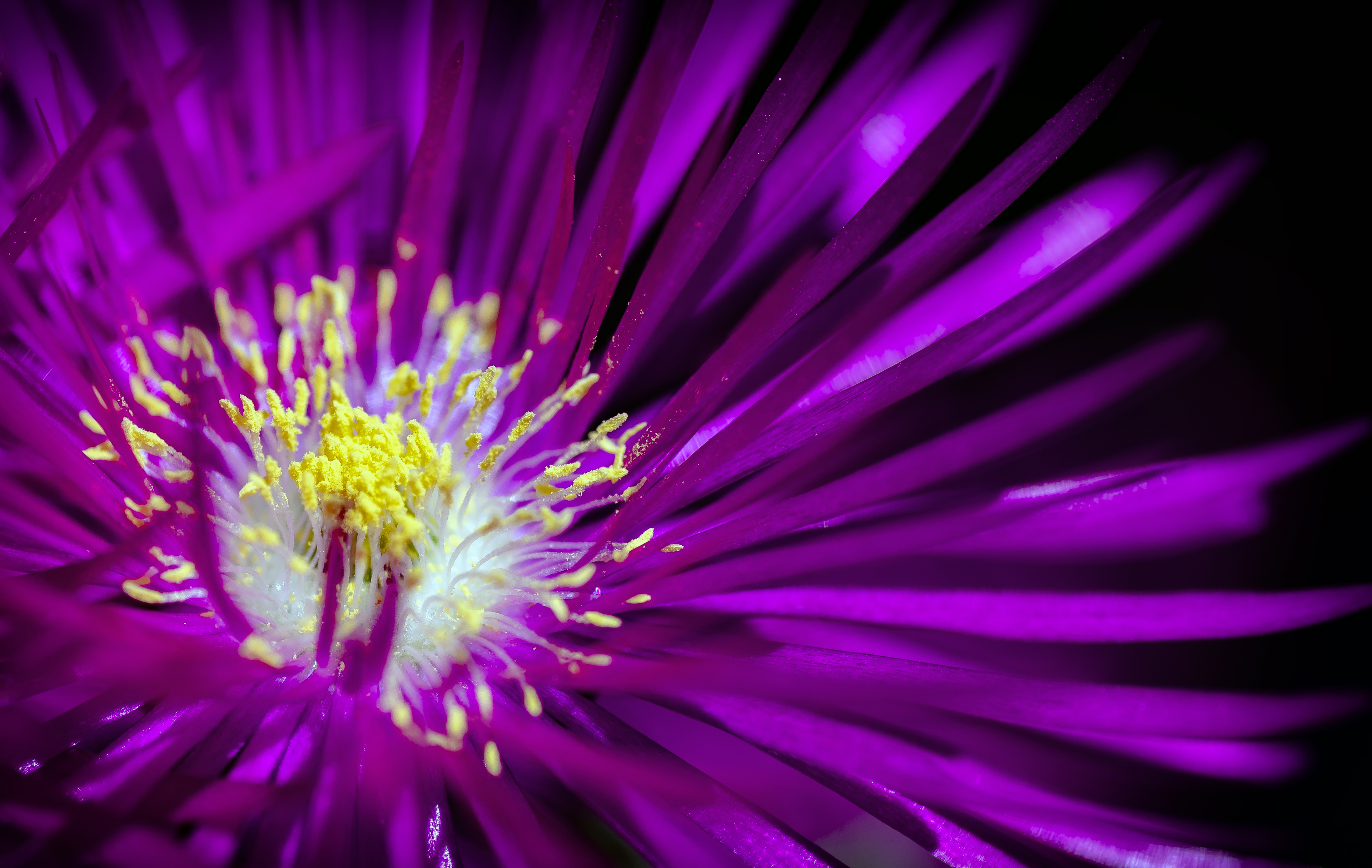 Фиолетовая пыльца