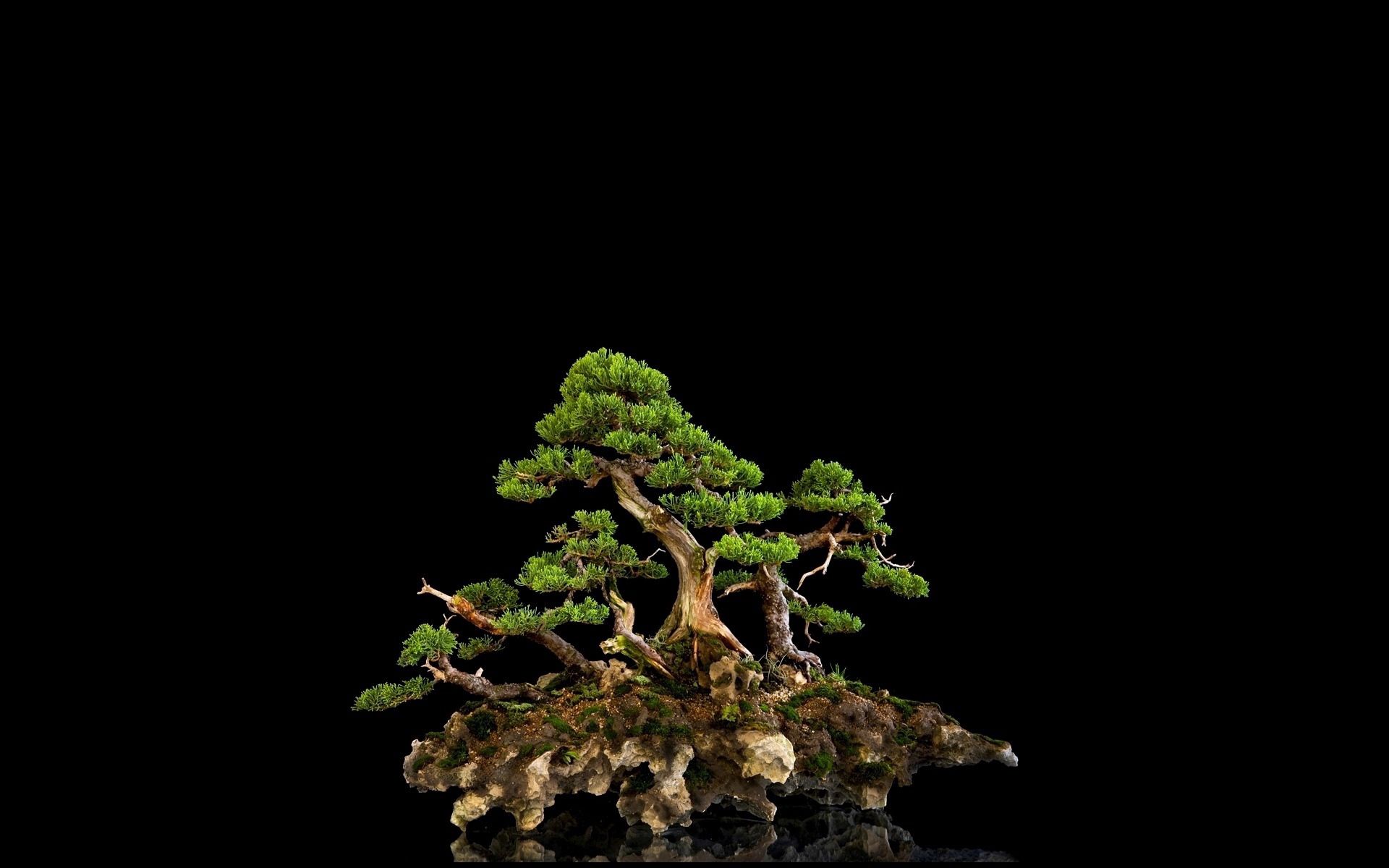 bonsai, black background, nature, wood, tree 4K Ultra