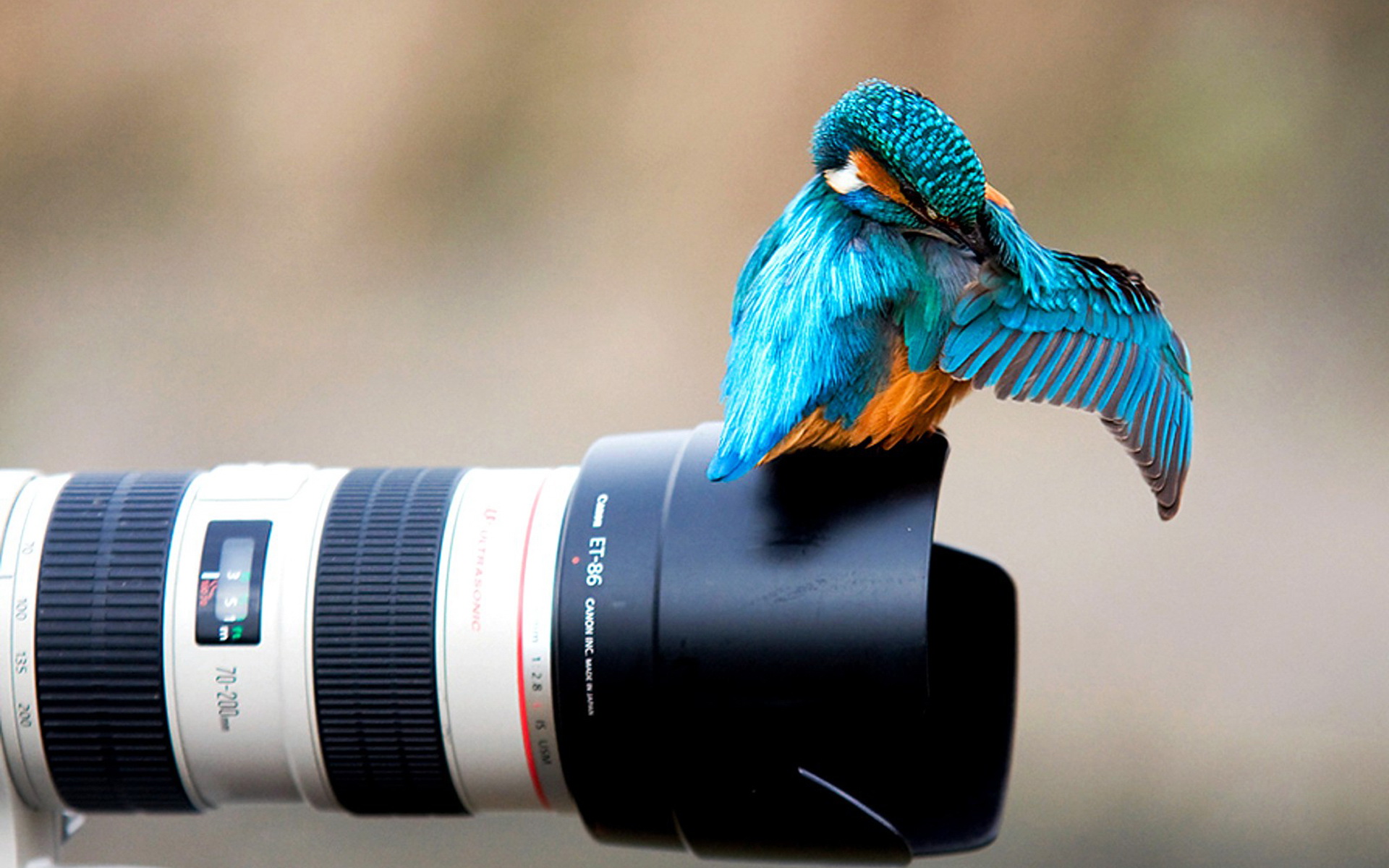 1920x1080 Background canon, camera, kingfisher, animal, bird, birds