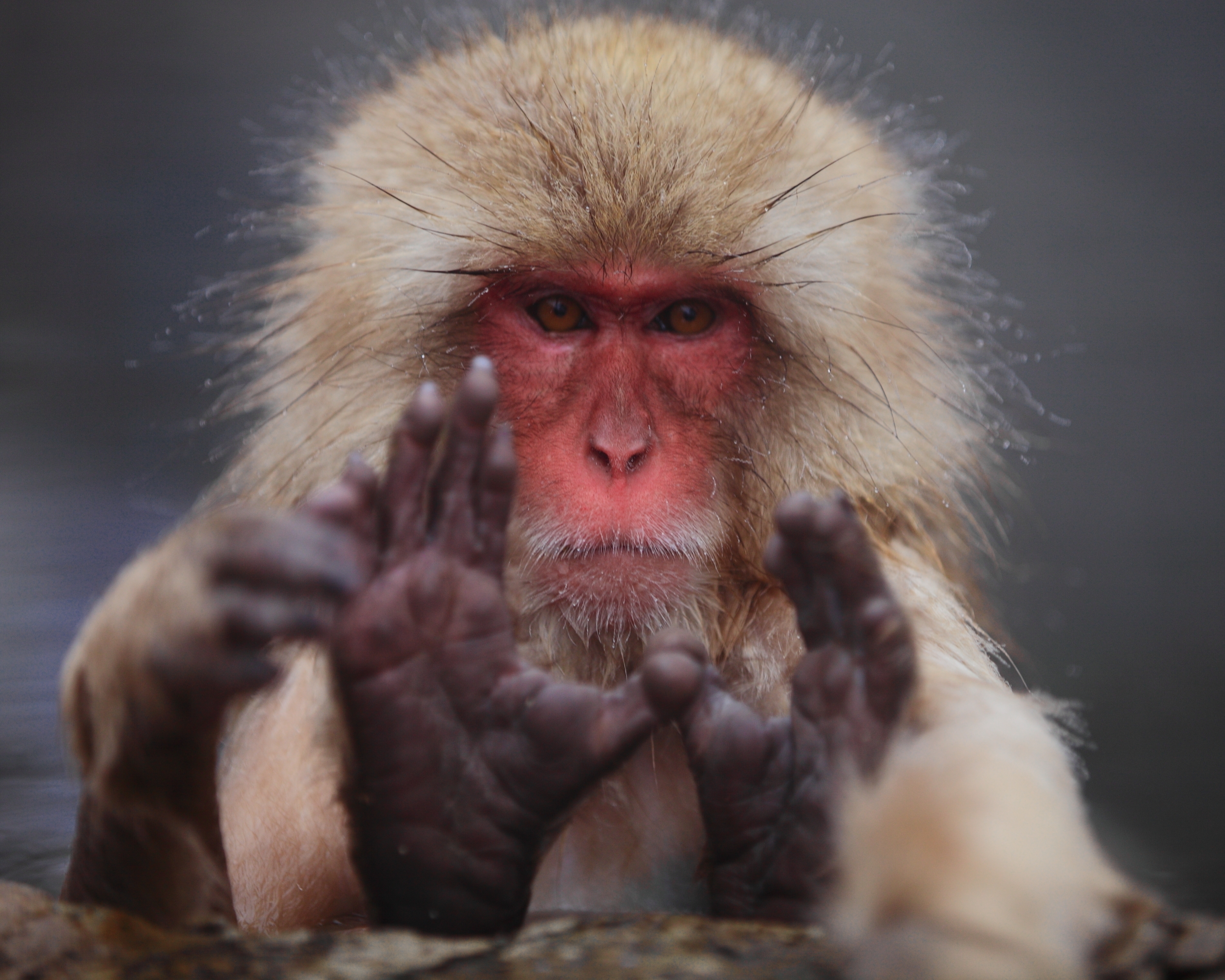 147130 Hintergrundbild herunterladen tiere, schnauze, wolle, japanischer makaken - Bildschirmschoner und Bilder kostenlos