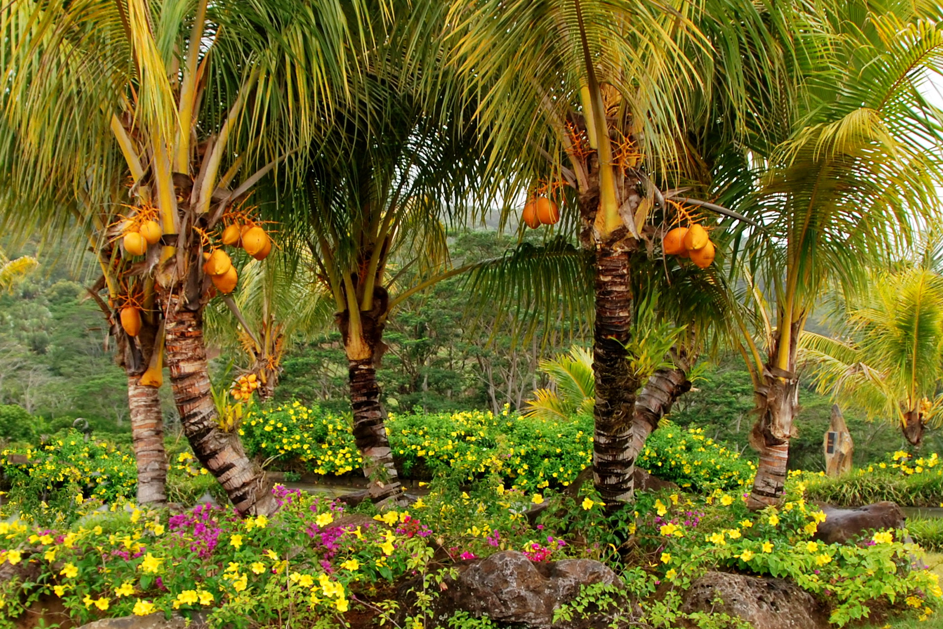 Дерево теплой страны. Рощи кокосовых пальм Филиппины. Кокосовая Пальма в тропическом лесу. Плантации кокосов Фиджи. Плантации манго Вьетнам.