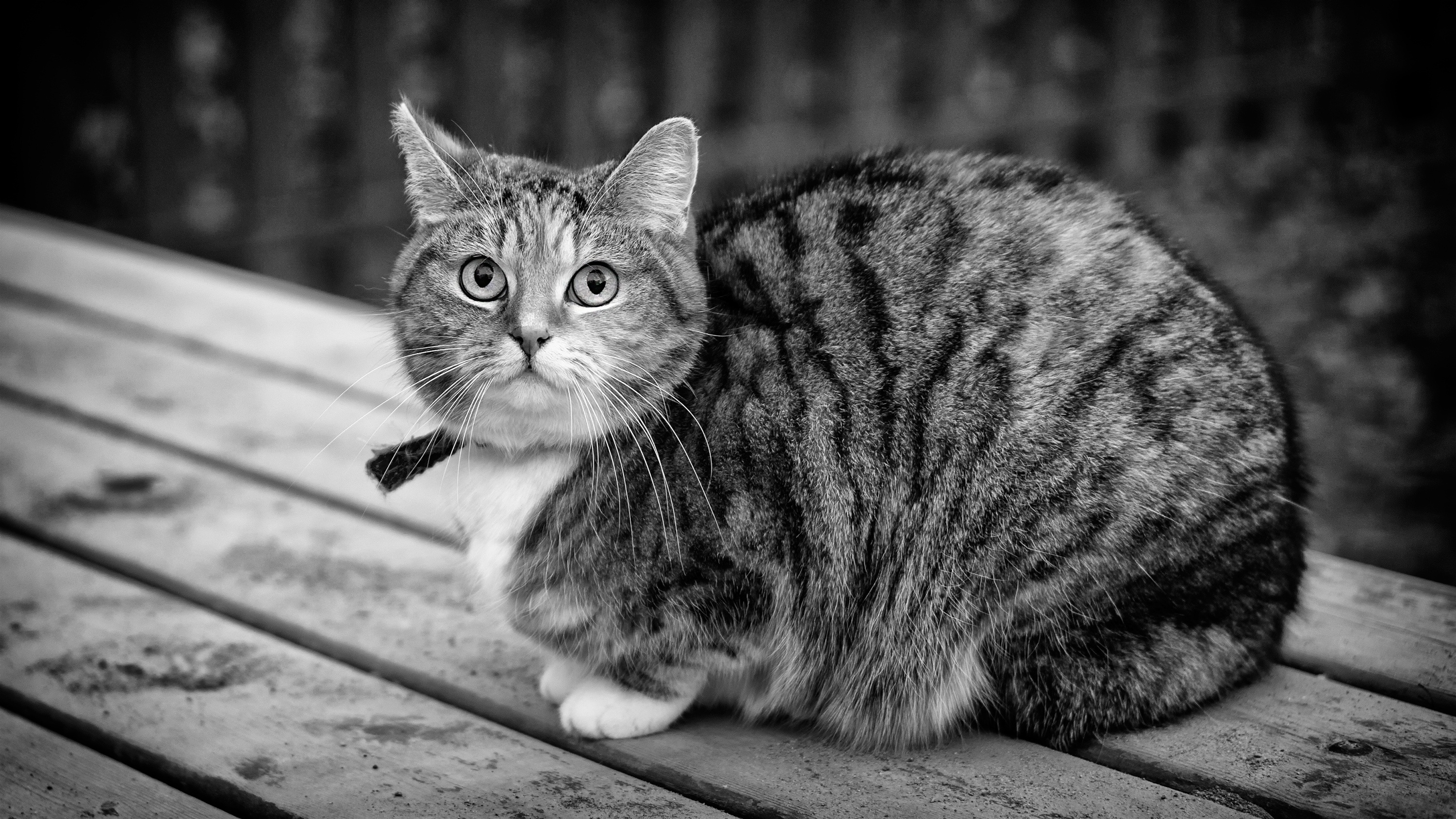 Download mobile wallpaper Sit, Animals, Striped, Chb, Bw, Cat for free.