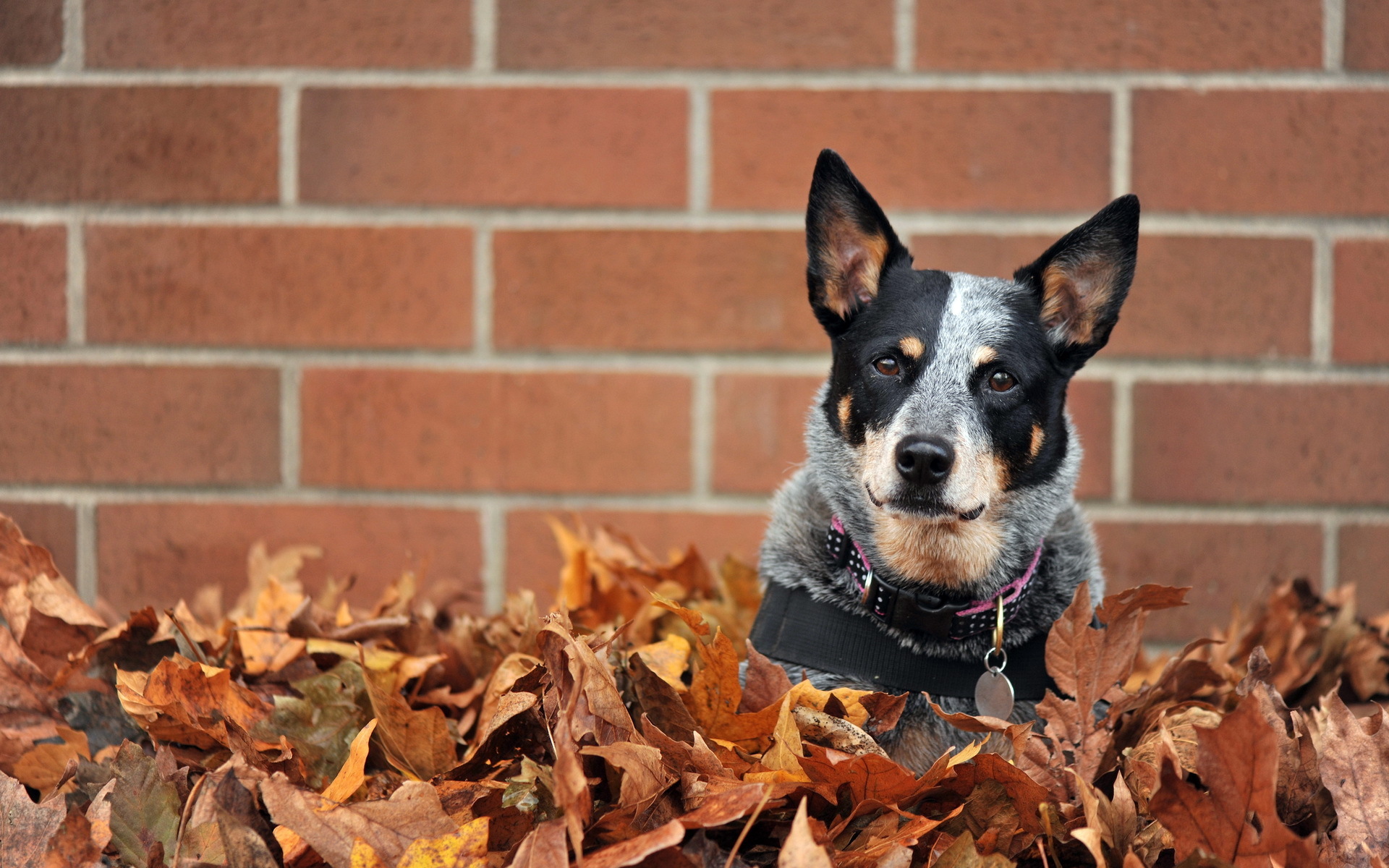 Leaf dog