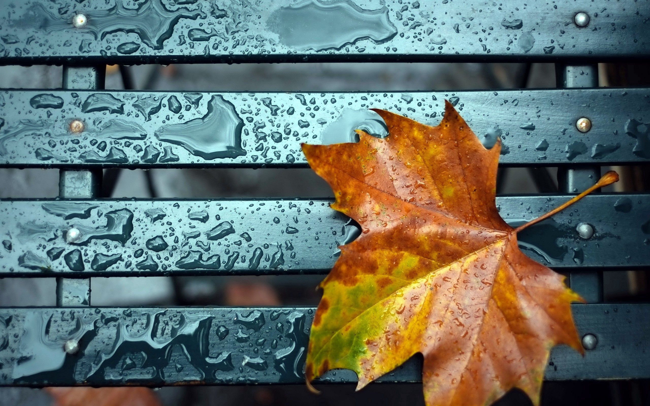 Laden Sie das Blatt, Drops, Makro, Herbst-Bild kostenlos auf Ihren PC-Desktop herunter