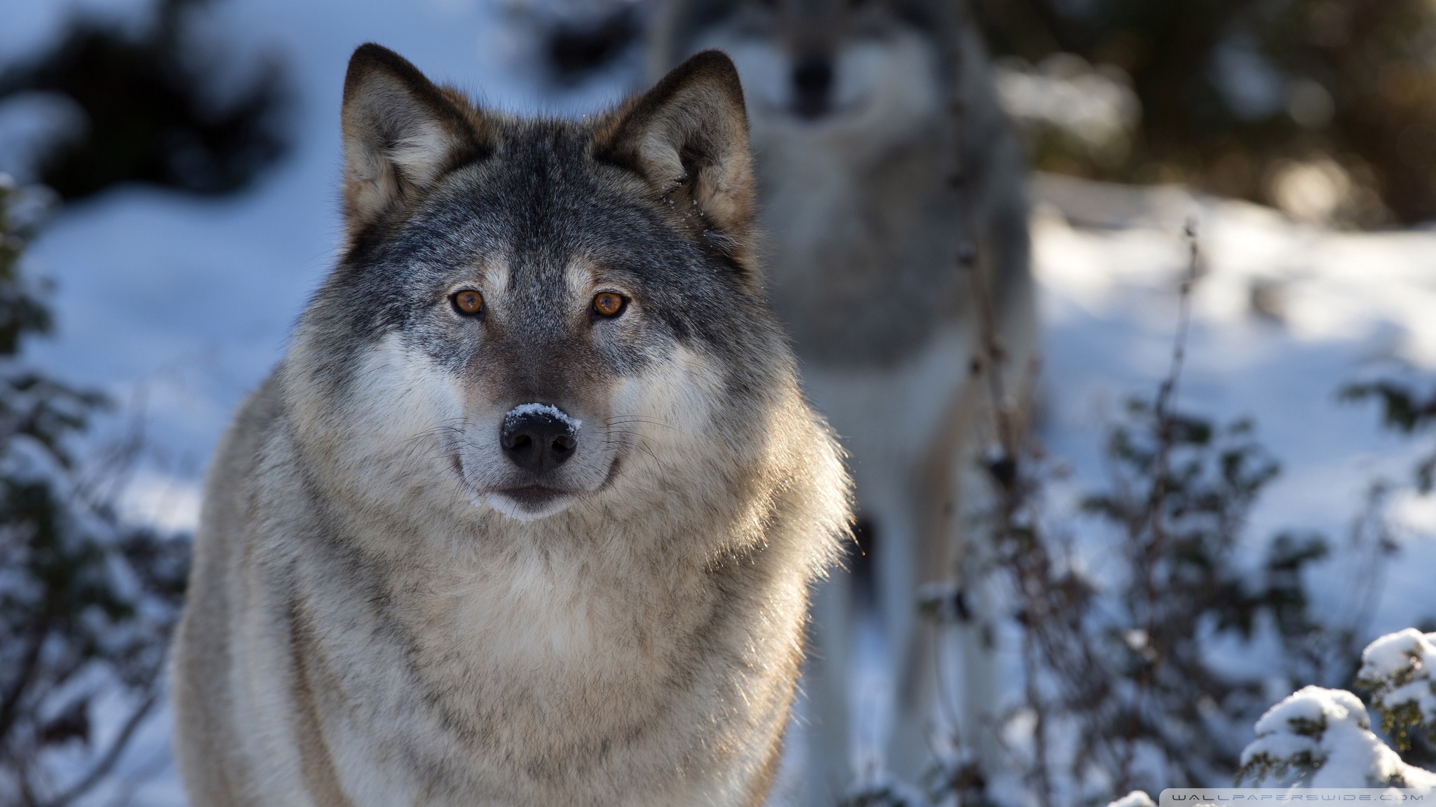 картинки диких животных волка