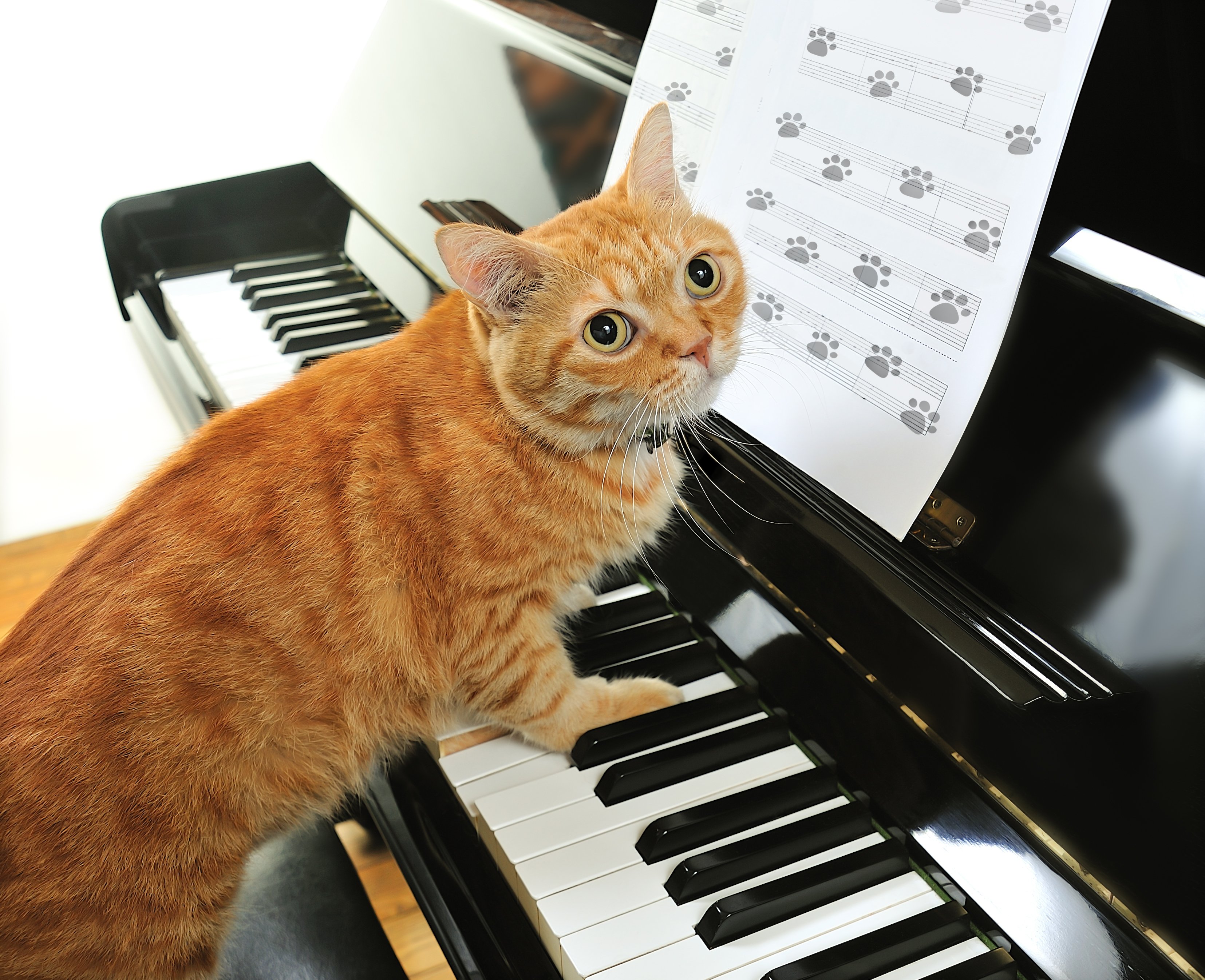 381376 descargar fondo de pantalla piano, animales, gato, gatos: protectores de pantalla e imágenes gratis