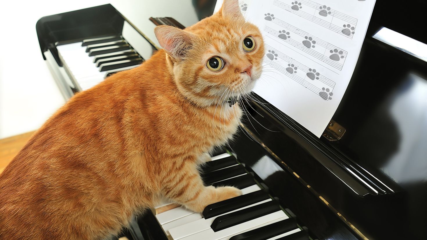Песни с котами видео. Кот на пианино. Кот-музыкант. Музыкальный кот. Кошка поет.