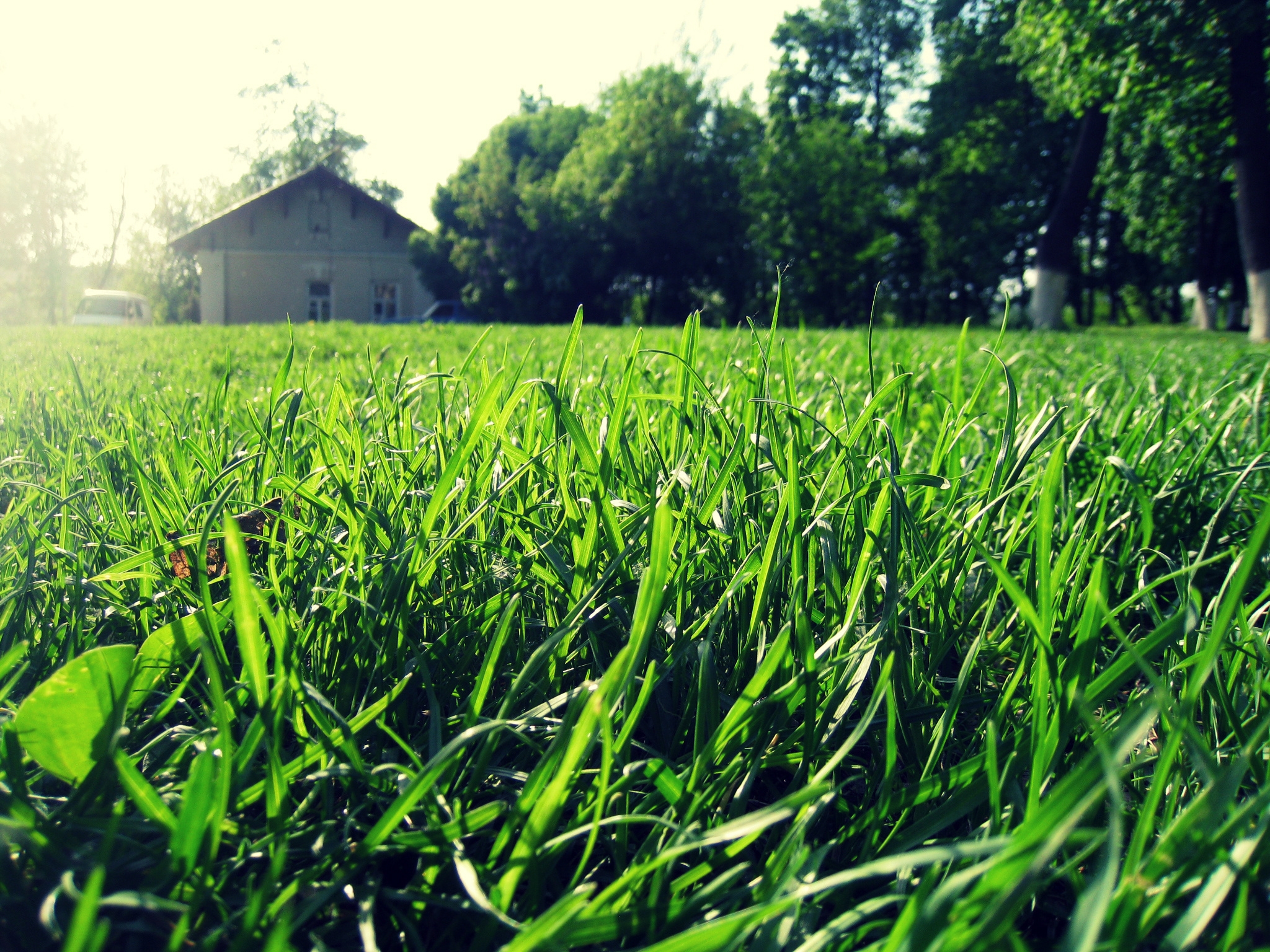 Download mobile wallpaper Grass, Macro, Sunny, Nature, Greens, Light, House, Shine, Summer for free.