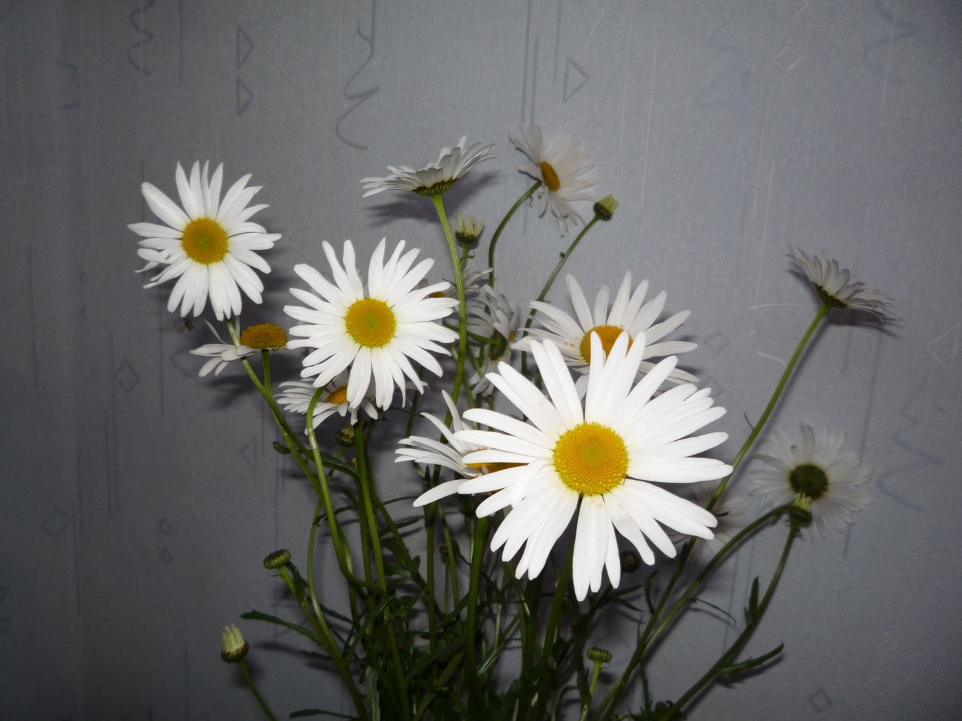 Download mobile wallpaper Flowers, Camomile, Plants, Bouquets for free.