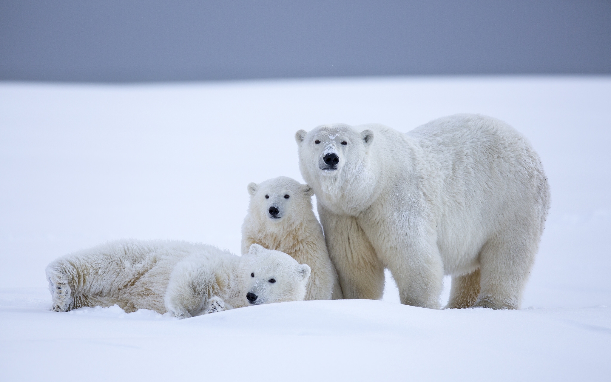 snow, bear, animal, polar bear, alaska, baby animal, cub, bears 32K