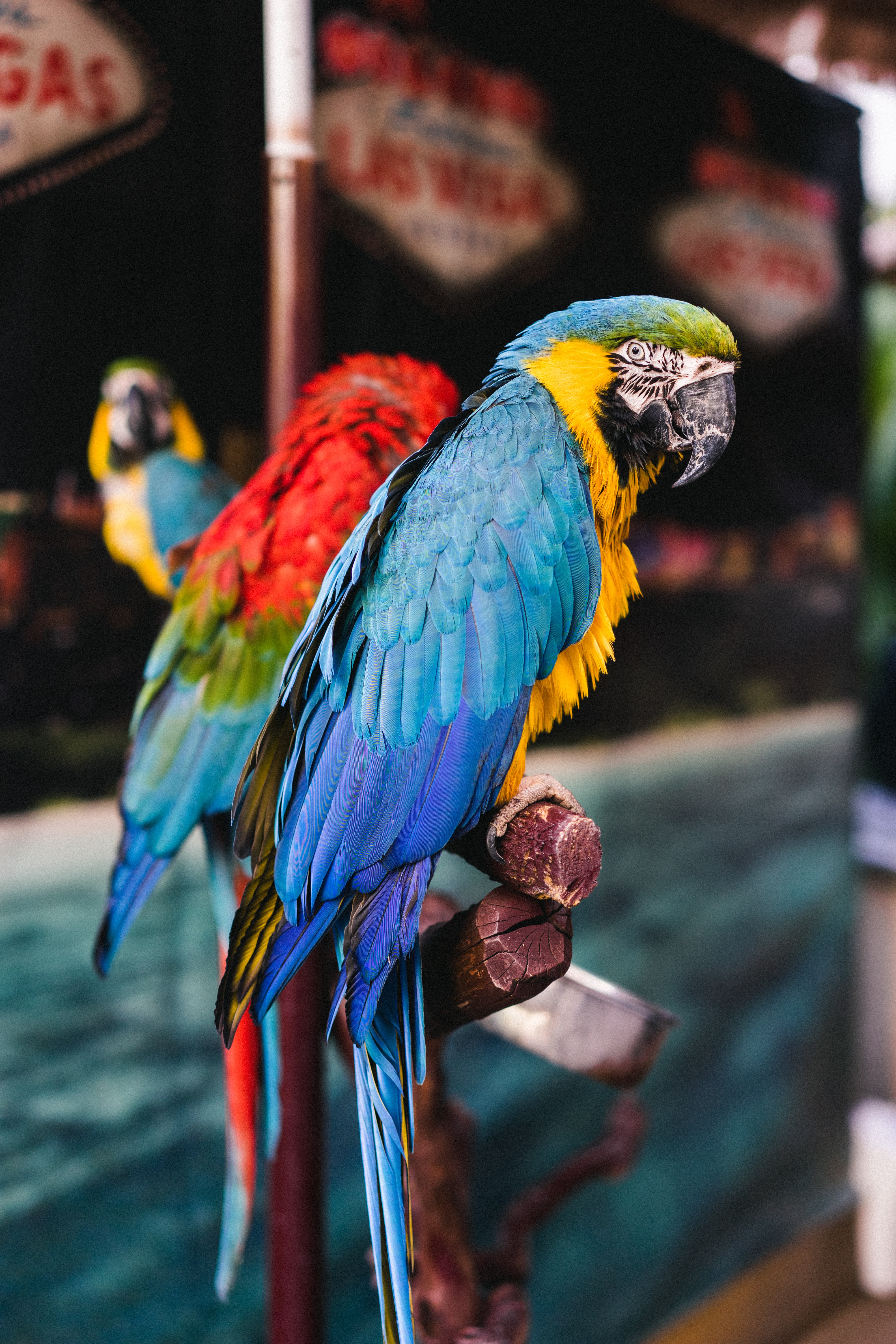 Laden Sie das Motley, Ara, Tiere, Mehrfarbig, Papageien, Vögel-Bild kostenlos auf Ihren PC-Desktop herunter