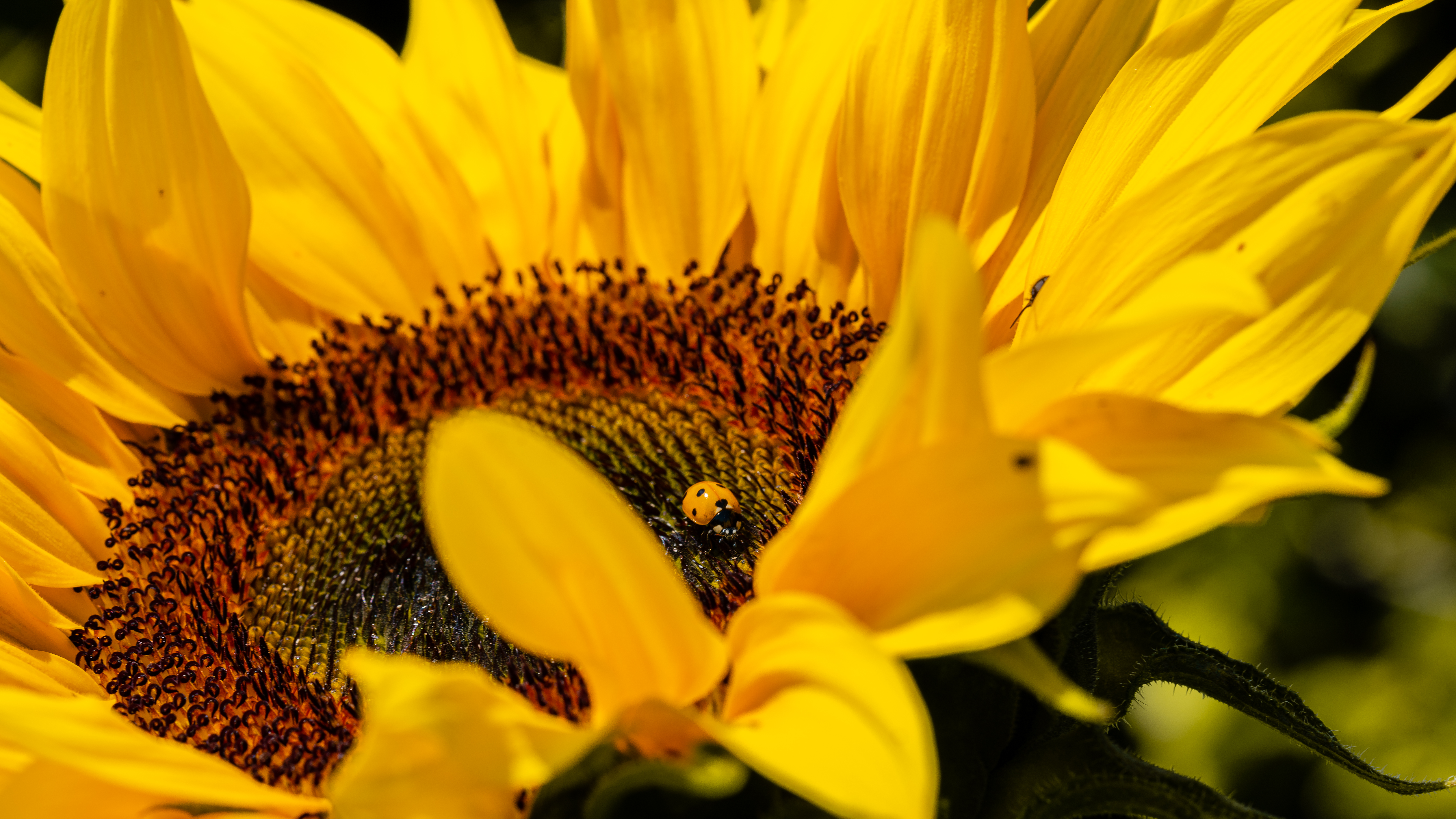 Download mobile wallpaper Macro, Insect, Ladybird, Ladybug, Flower, Sunflower for free.
