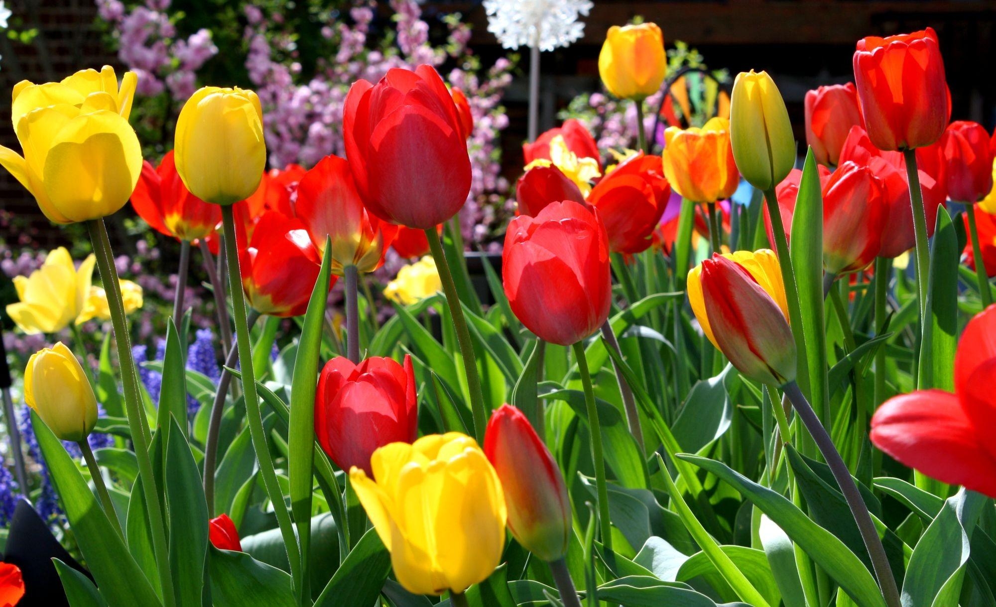84224 скачать картинку тюльпаны, клумба, цветы, весна, солнечно - обои и заставки бесплатно