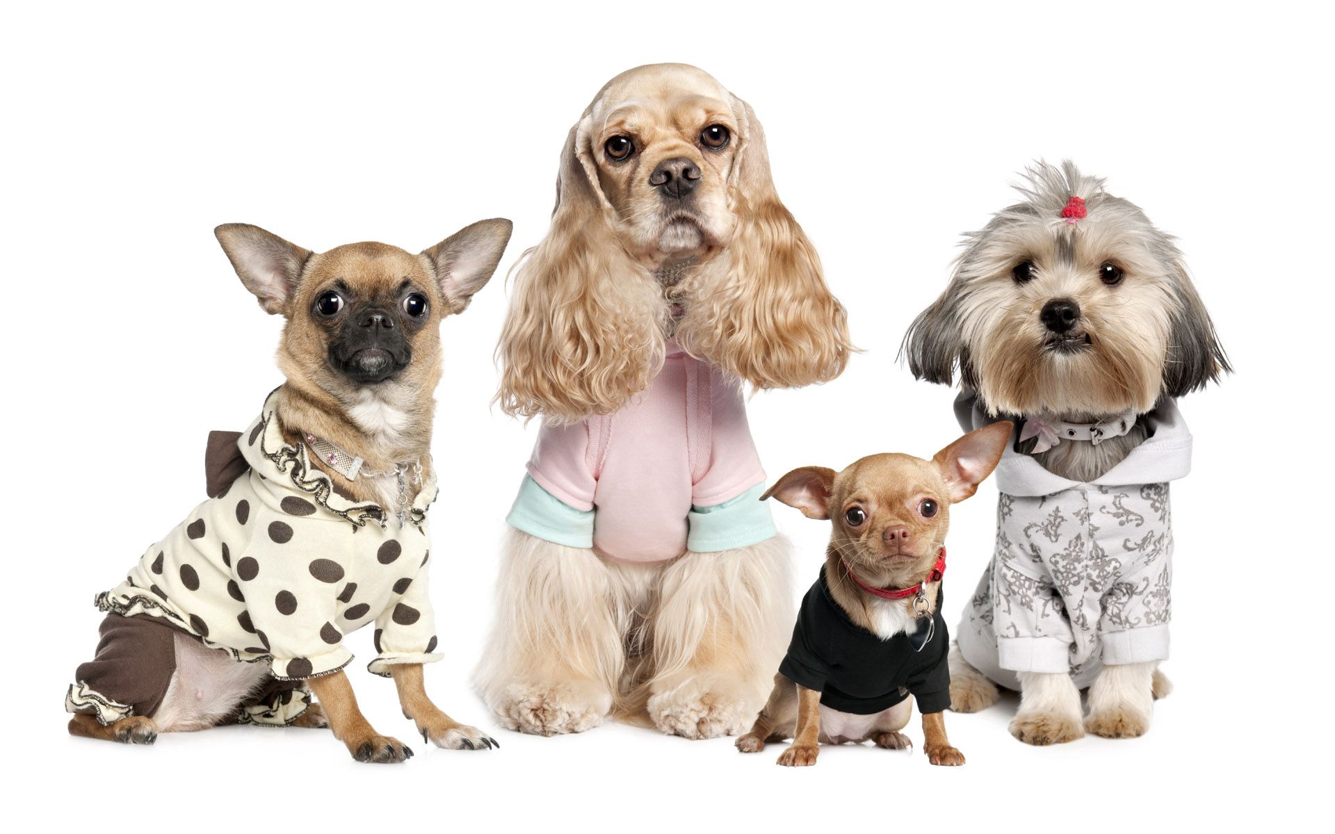 98673 Hintergrundbild herunterladen hunde, tiere, yorkshire terrier, vielfalt, chihuahua, sorten, kostüme - Bildschirmschoner und Bilder kostenlos
