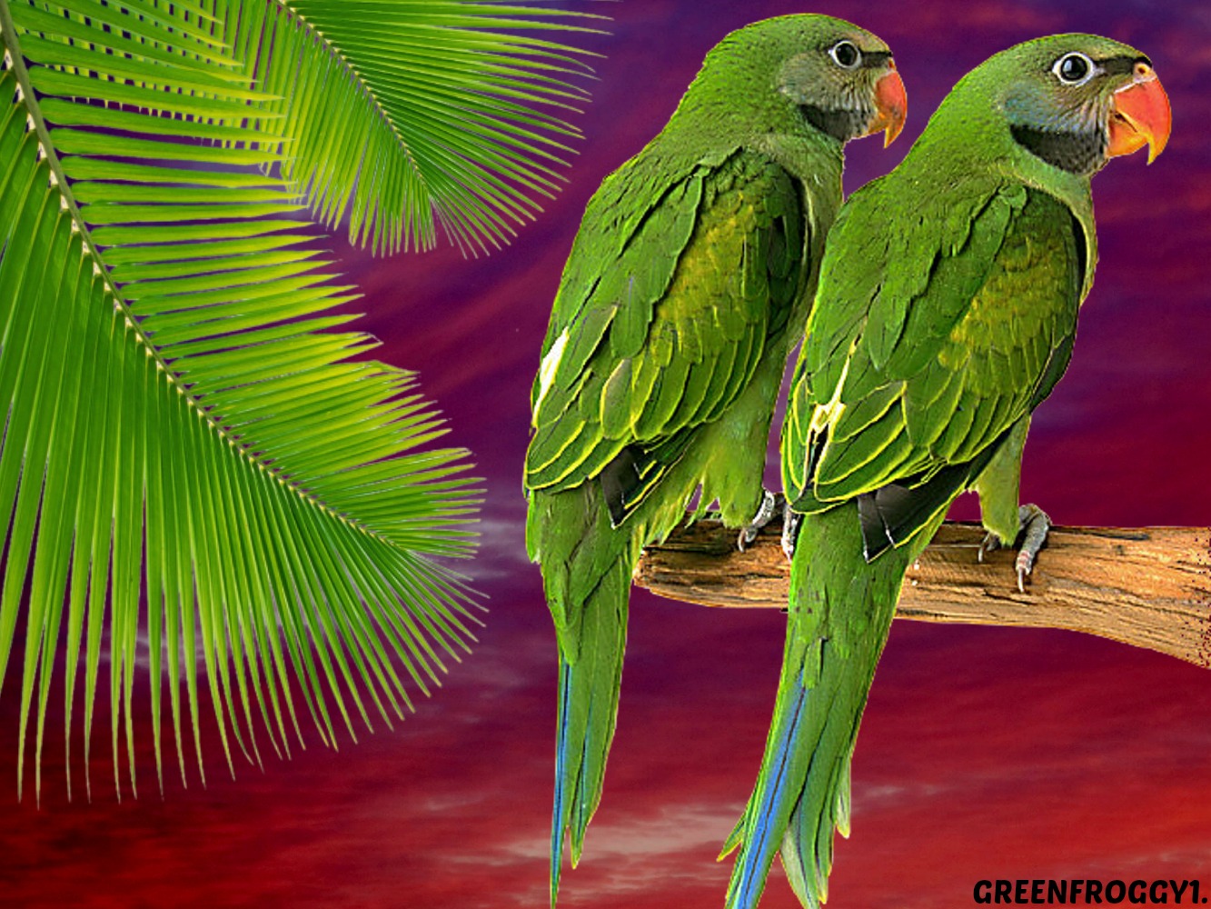 Зеленый попугай сент Мари