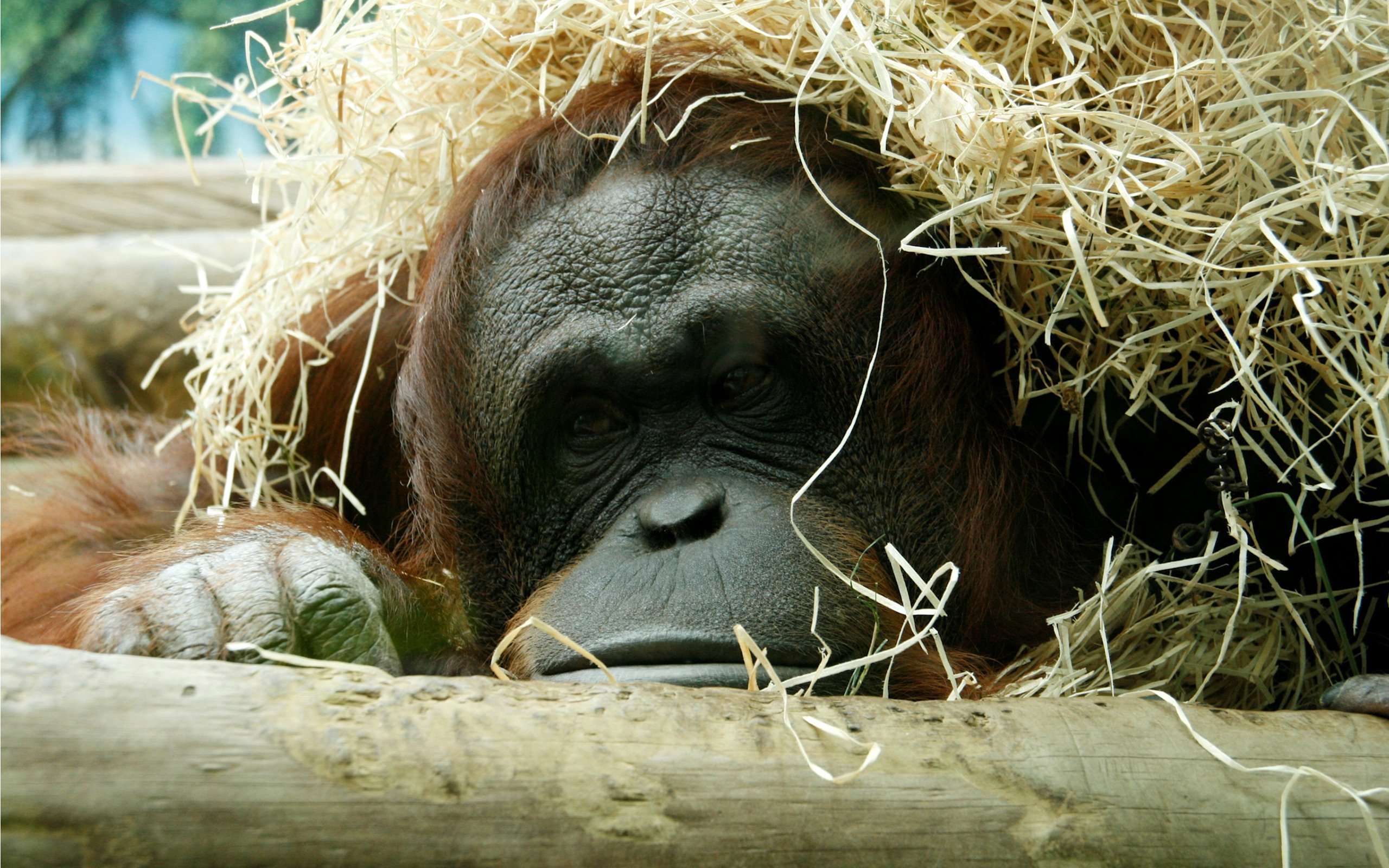 262773 baixar imagens animais, orangotango, primata, jardim zoológico, macacos - papéis de parede e protetores de tela gratuitamente