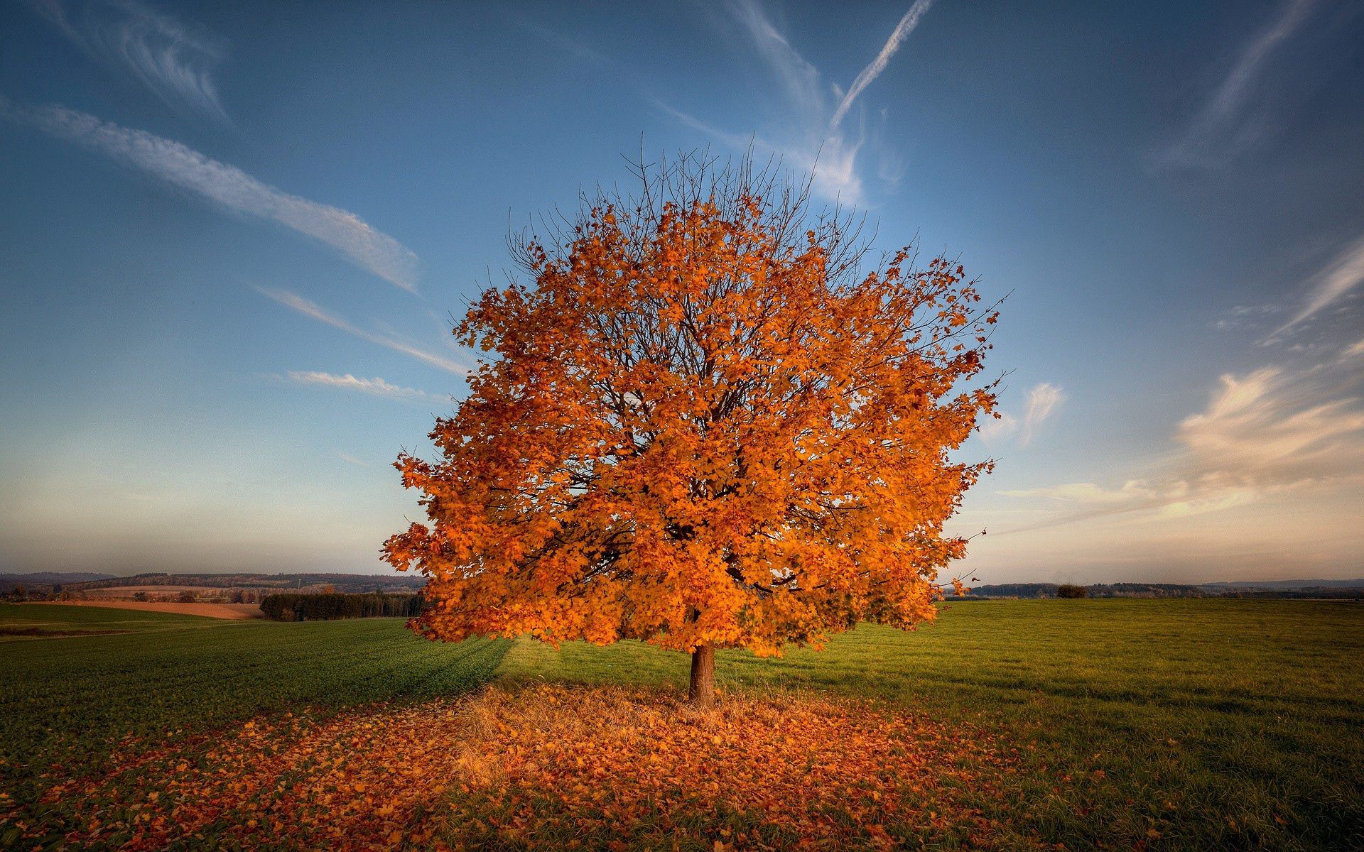 142961 завантажити картинку осінь, дерево, природа, трава, поле - шпалери і заставки безкоштовно