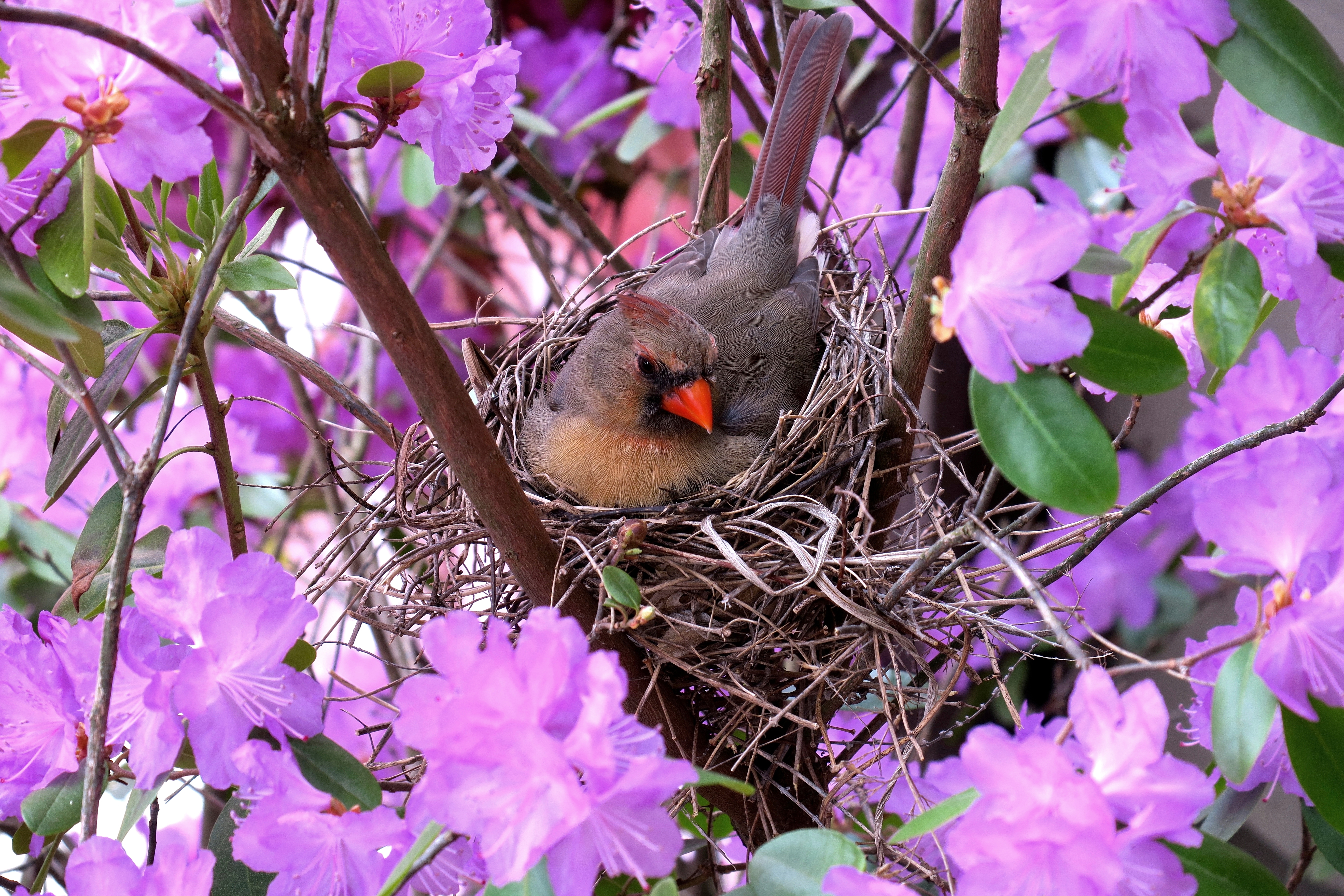 vertical wallpaper animal, cardinal, flower, nest, purple flower, birds
