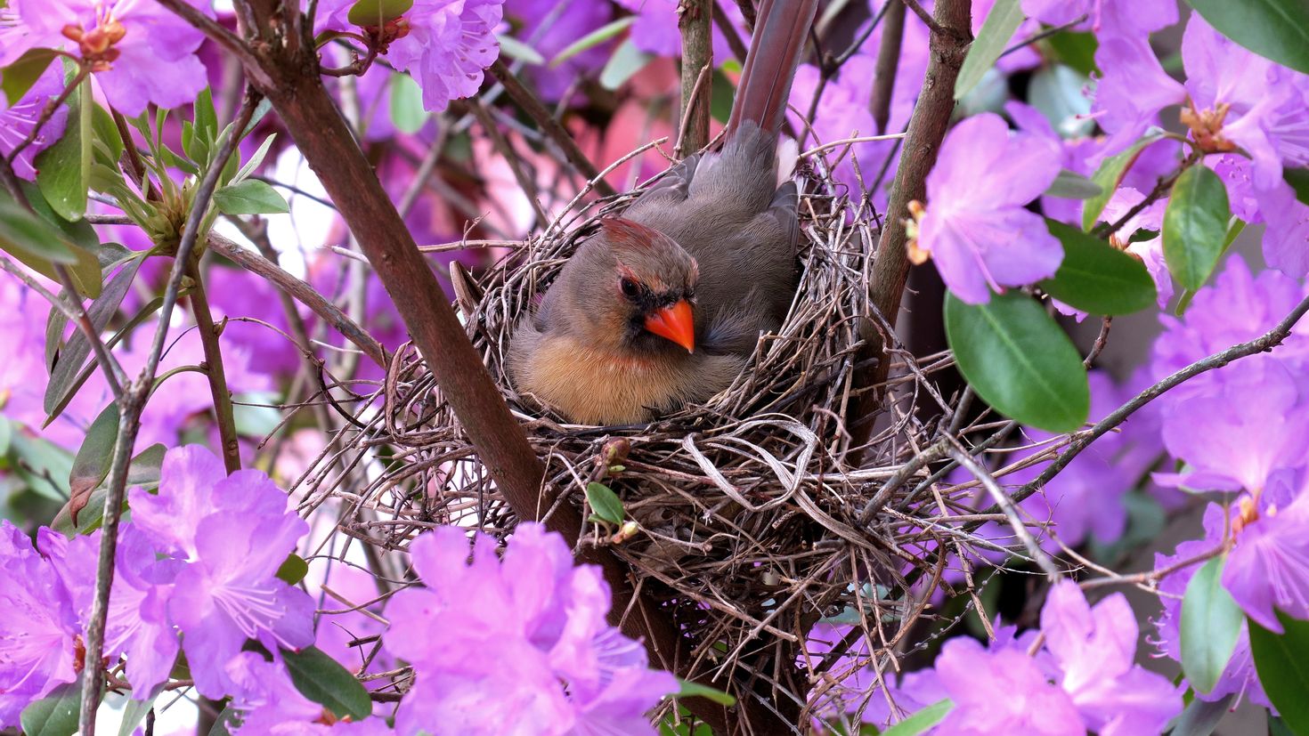 Птичка Кардинал гнездо