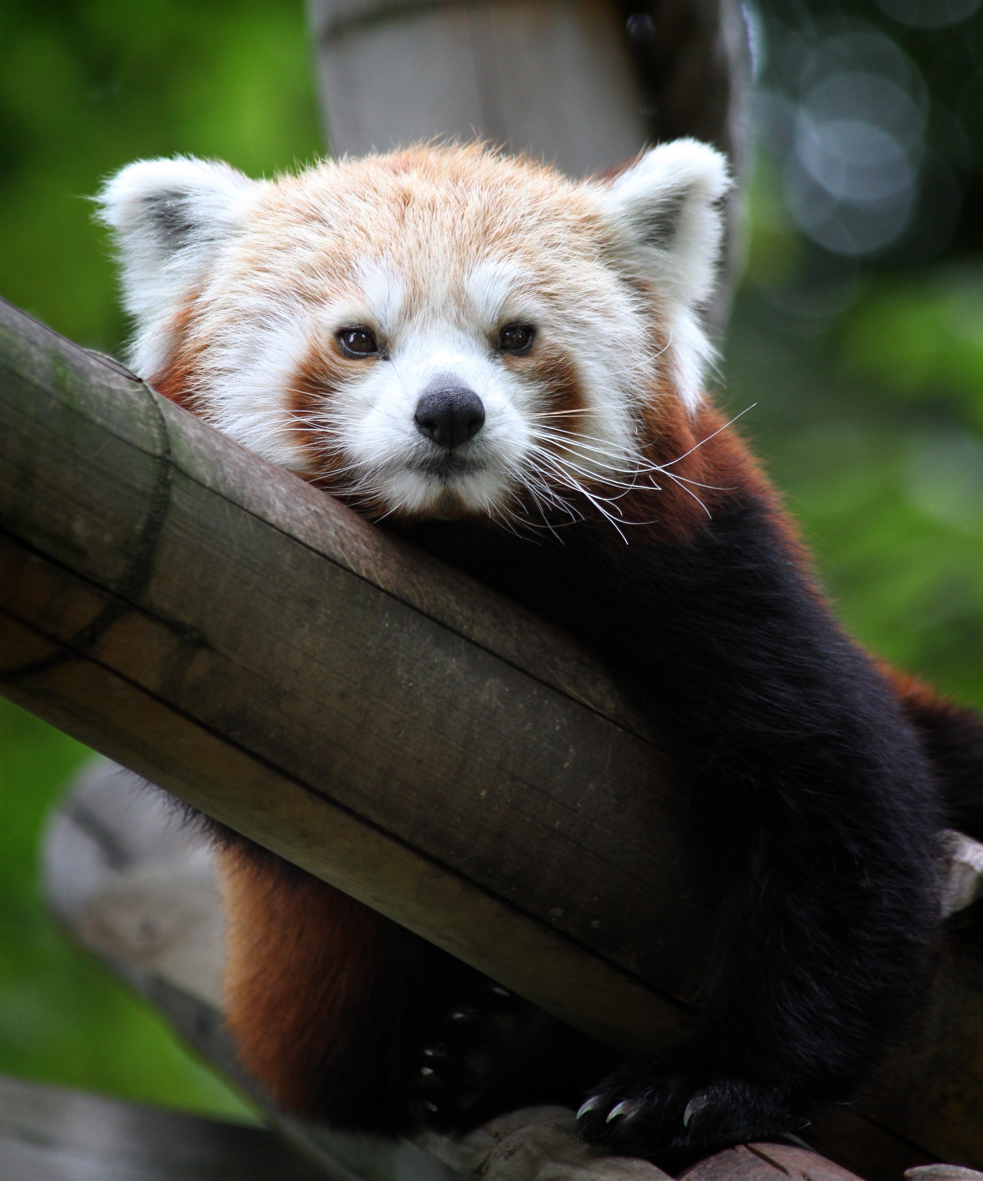 Download mobile wallpaper Muzzle, Sweetheart, Animals, Nice, Bamboo, Red Panda for free.