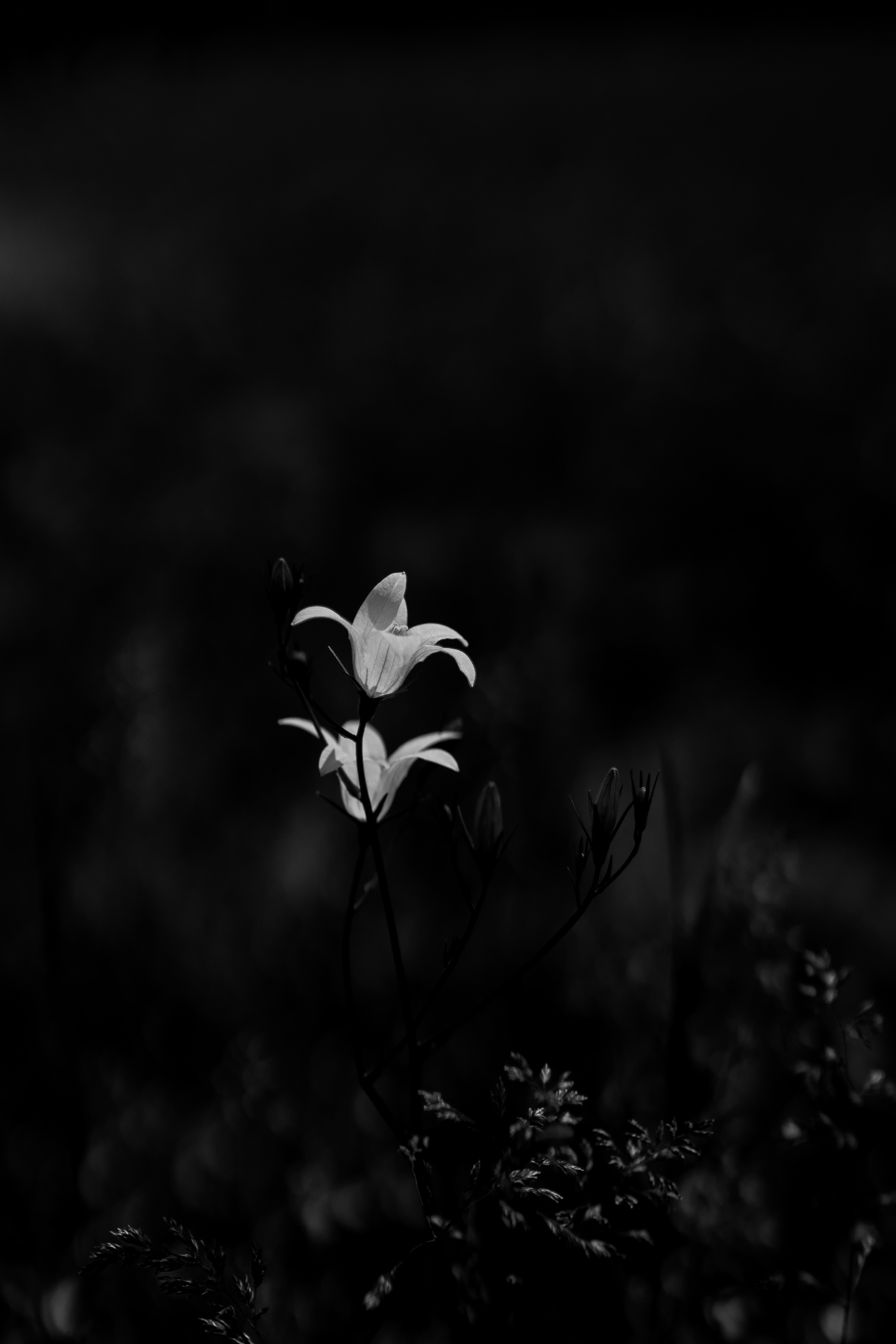 Download mobile wallpaper Bell, Chb, Flowers, Bw, Macro, Plants for free.