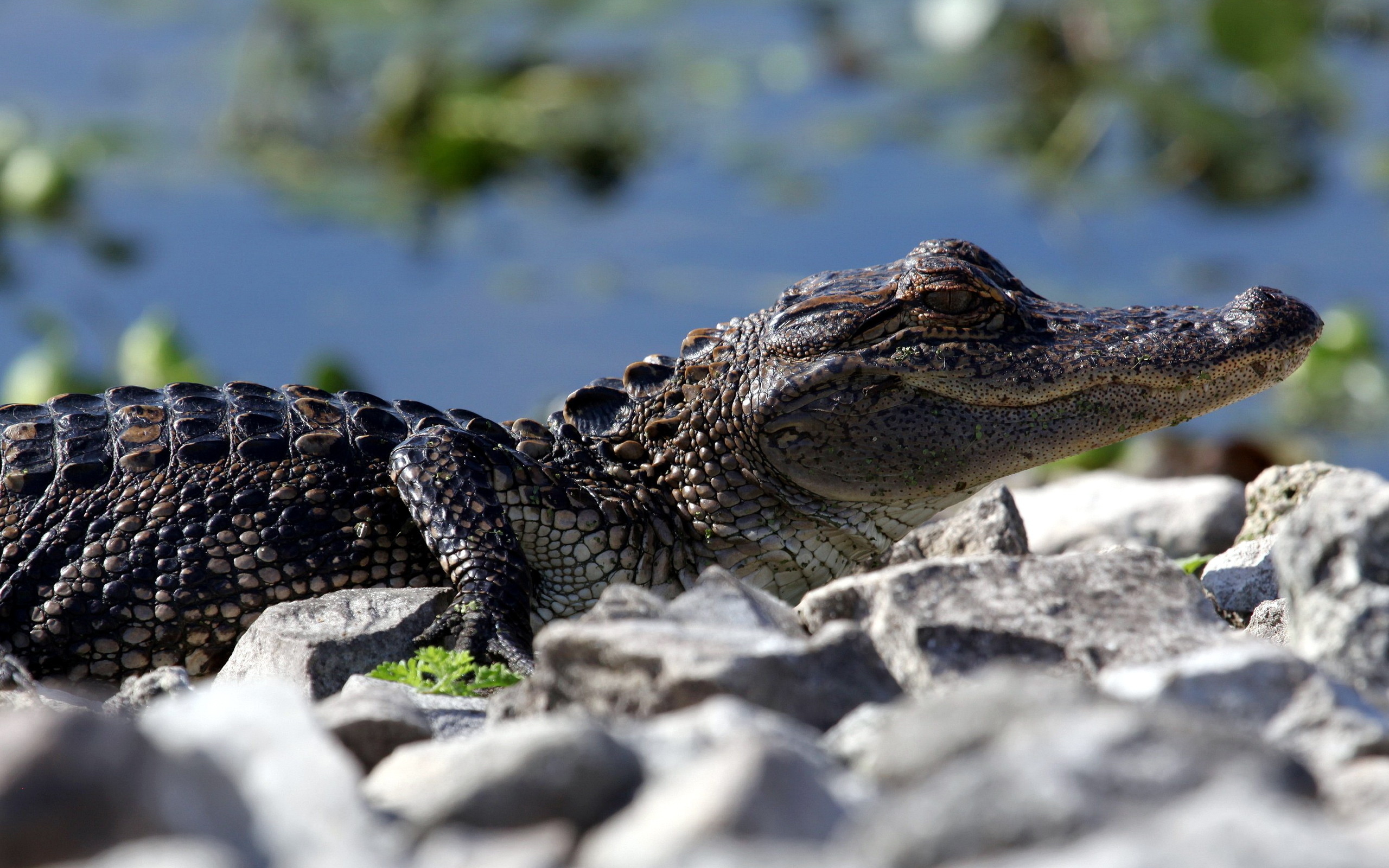 234035 Bild herunterladen tiere, krokodil, reptilien - Hintergrundbilder und Bildschirmschoner kostenlos