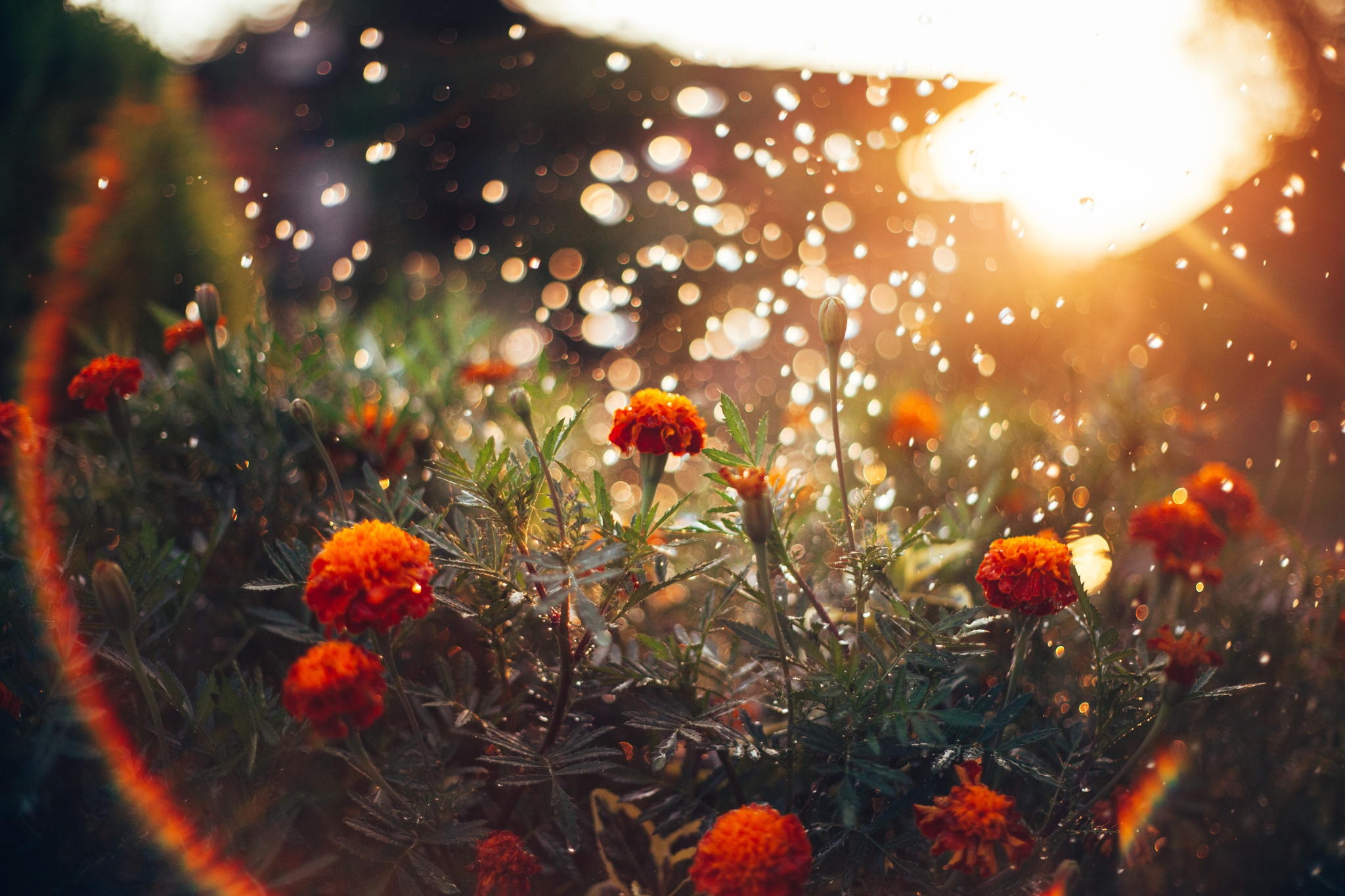 earth, marigold, bokeh, flower, nature, orange flower, sunny, flowers UHD