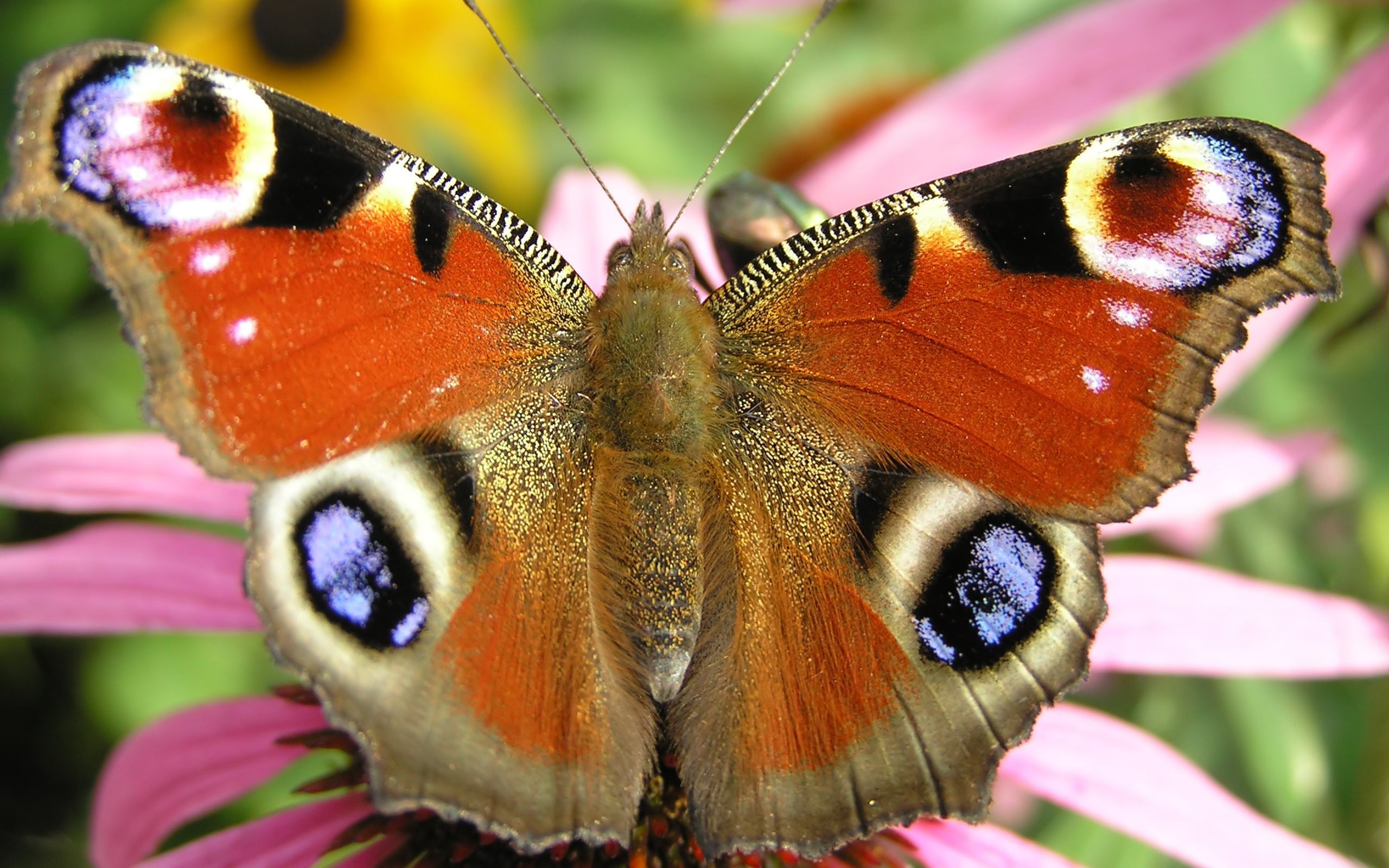 170630 Bildschirmschoner und Hintergrundbilder Schmetterlinge auf Ihrem Telefon. Laden Sie  Bilder kostenlos herunter