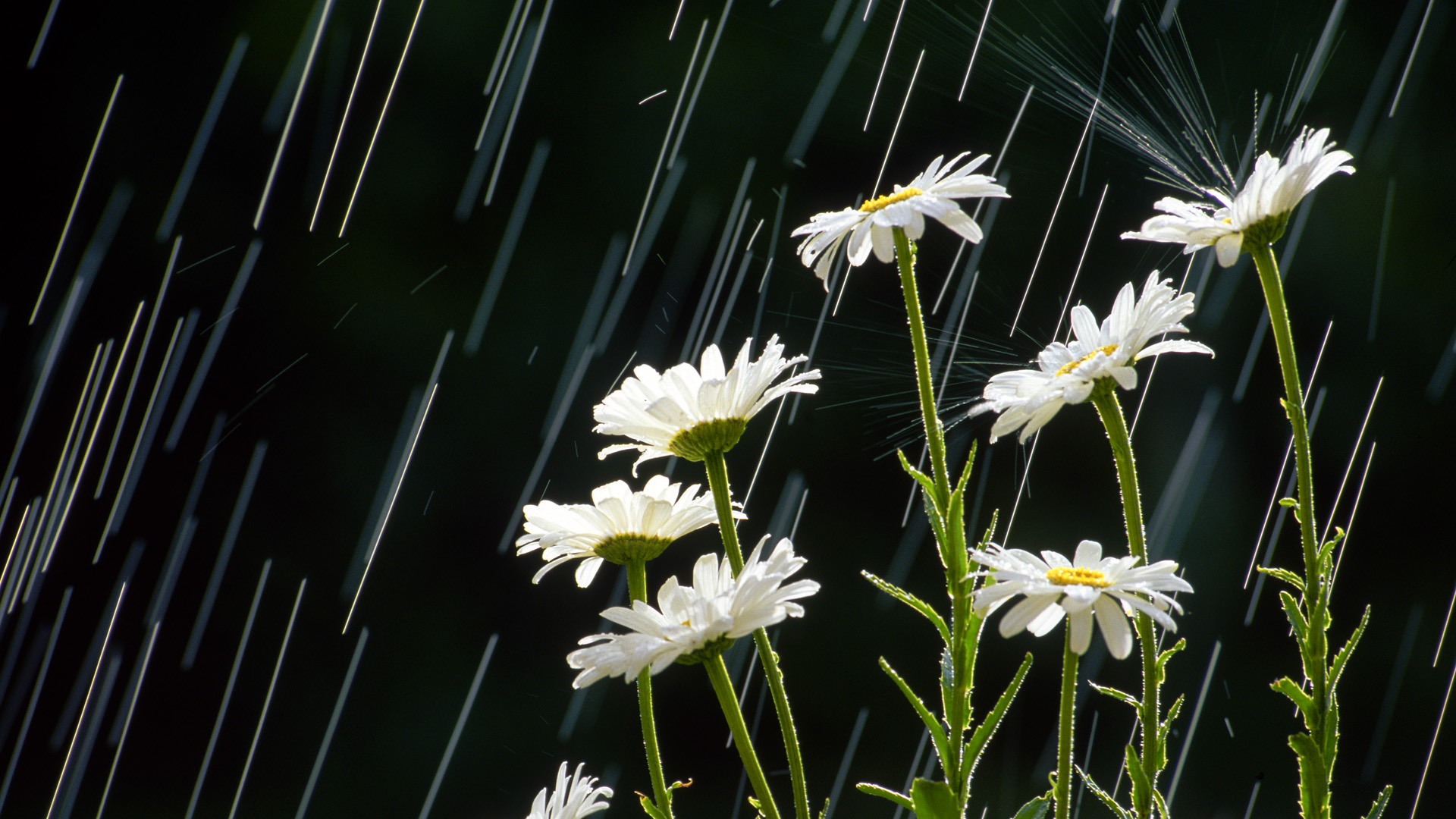 nature, white flower, rain, photography, flower QHD