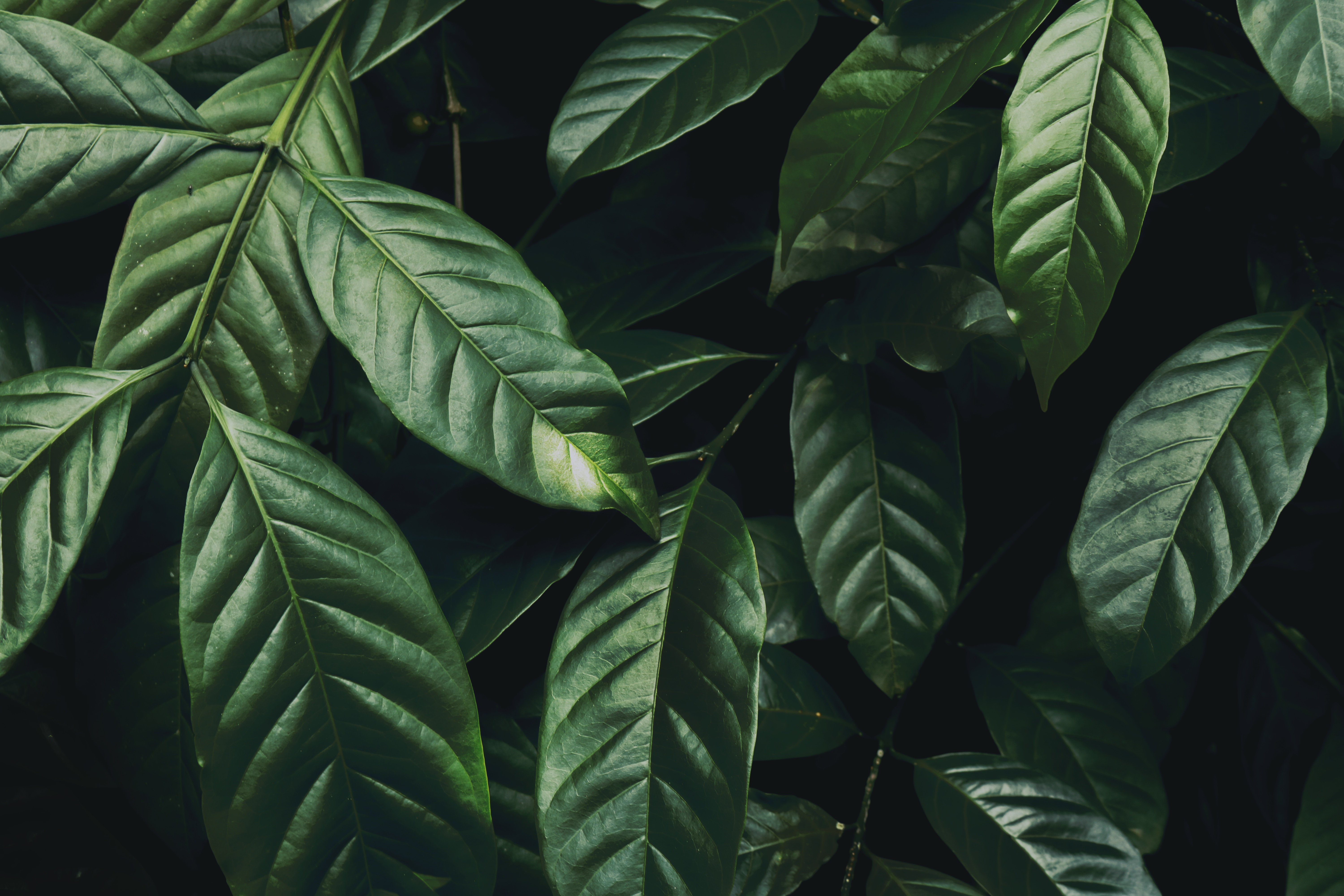 Download background plant, nature, leaves, branch, glossy, dark green