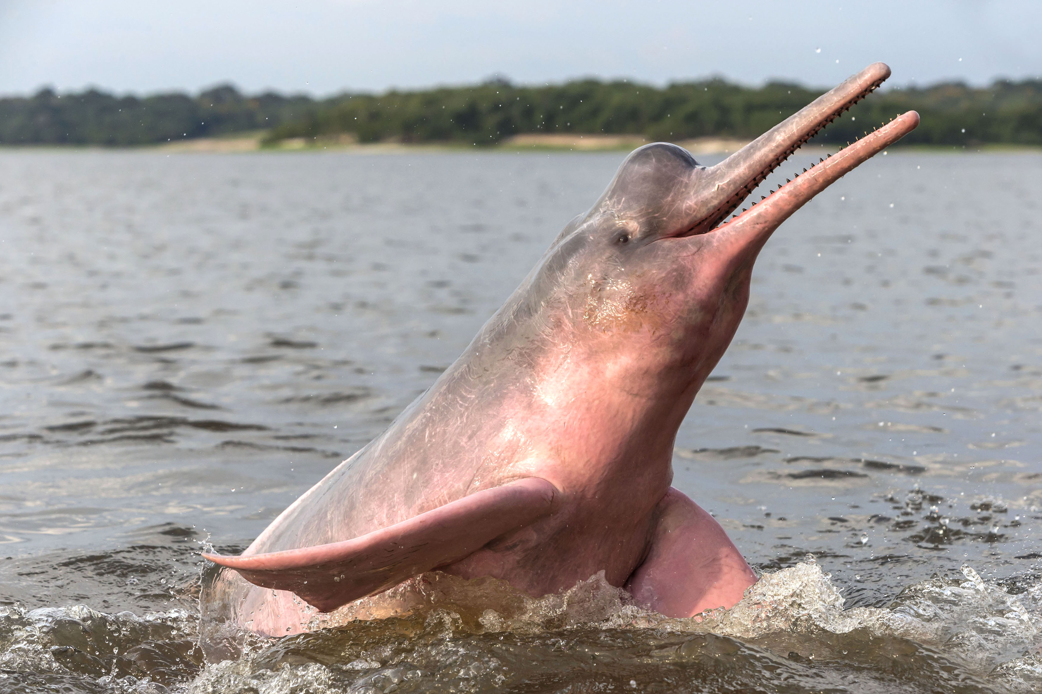 Амазонский дельфин 4. Амазонская иния Дельфин. Гангский Речной Дельфин. Амазонский Дельфин боуто. Амазонский розовый Дельфин.