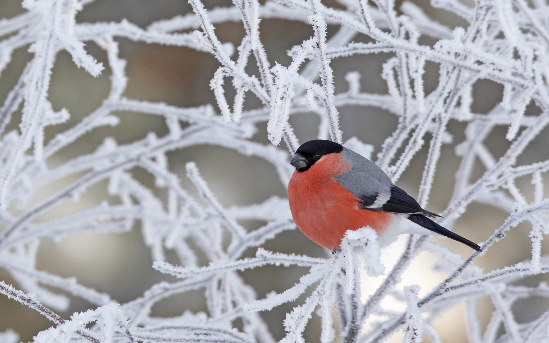Скачать картинку Снег, Животные, Птицы в телефон бесплатно.