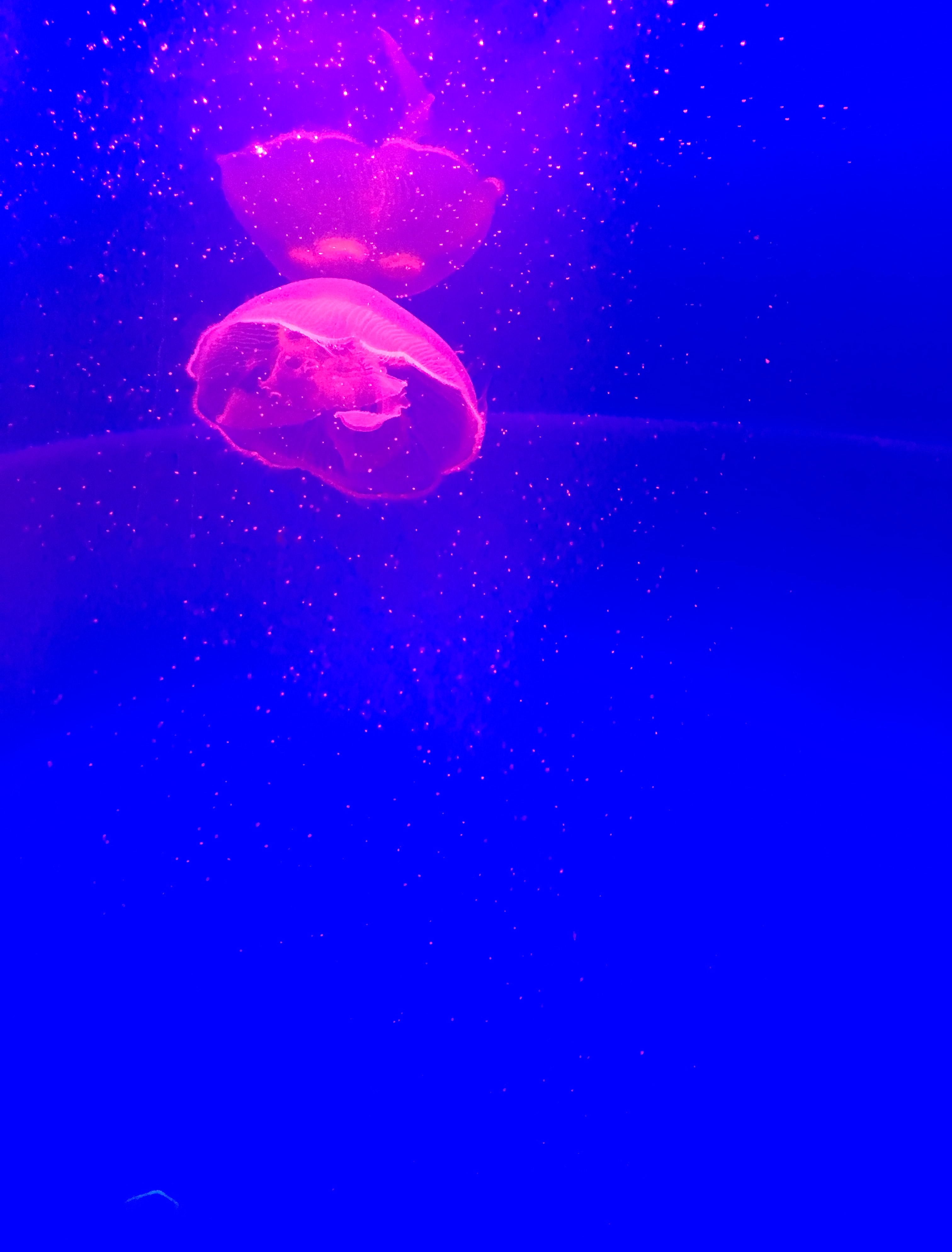 Windows Backgrounds jellyfish, animals, pink, blue, particles, tentacle