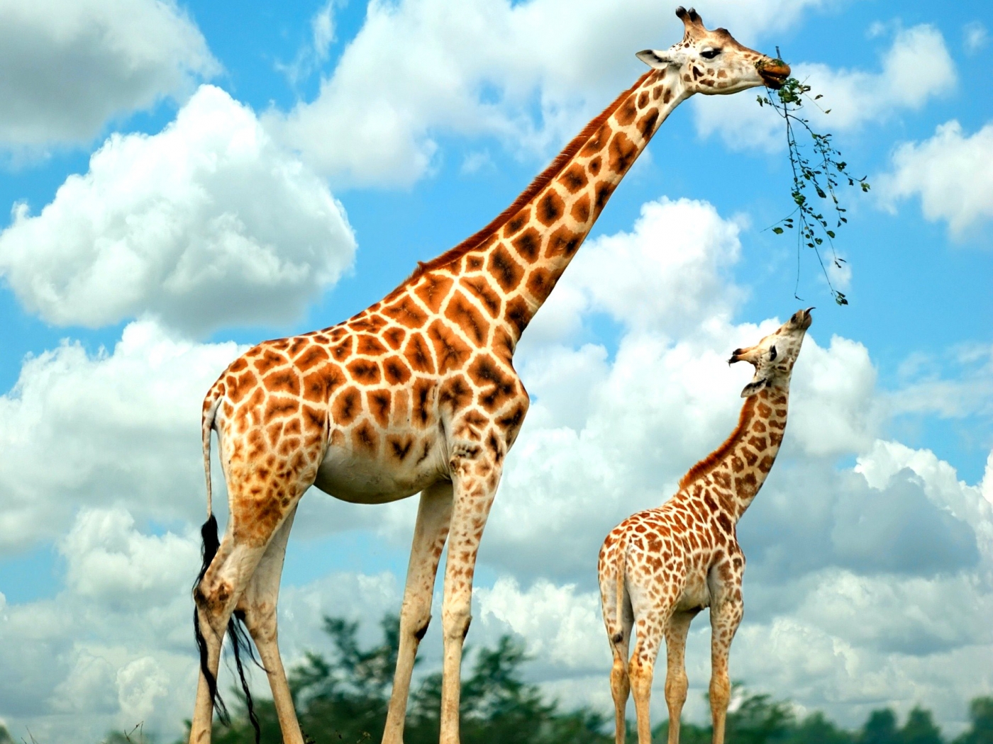 36874 baixar papel de parede animais, girafas - protetores de tela e imagens gratuitamente