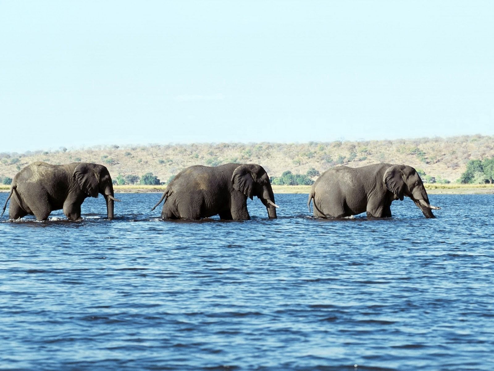 Download mobile wallpaper Stroll, Animals, Water, Sea, Elephants for free.