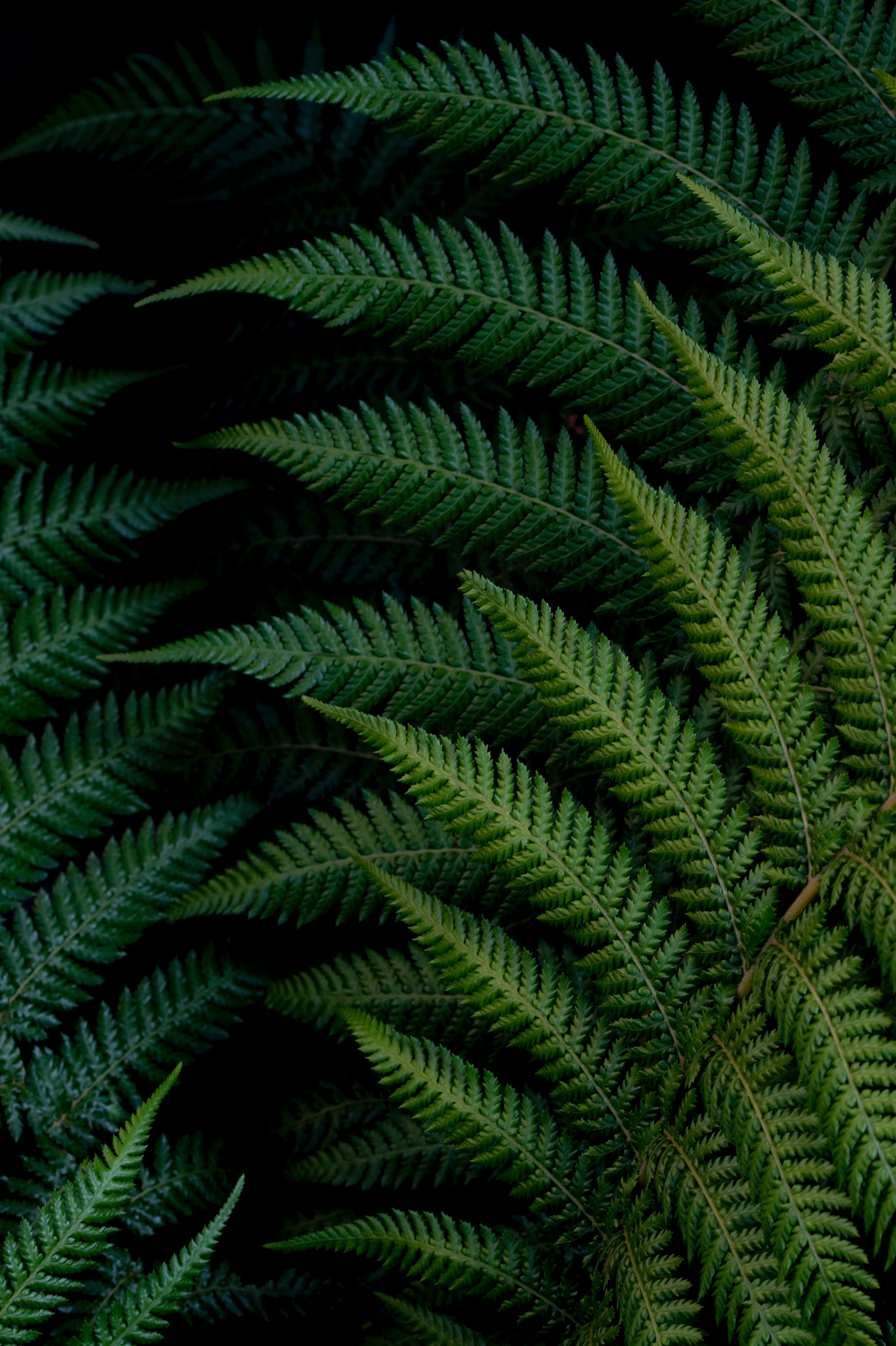 Download mobile wallpaper Macro, Fern, Leaves, Plant for free.