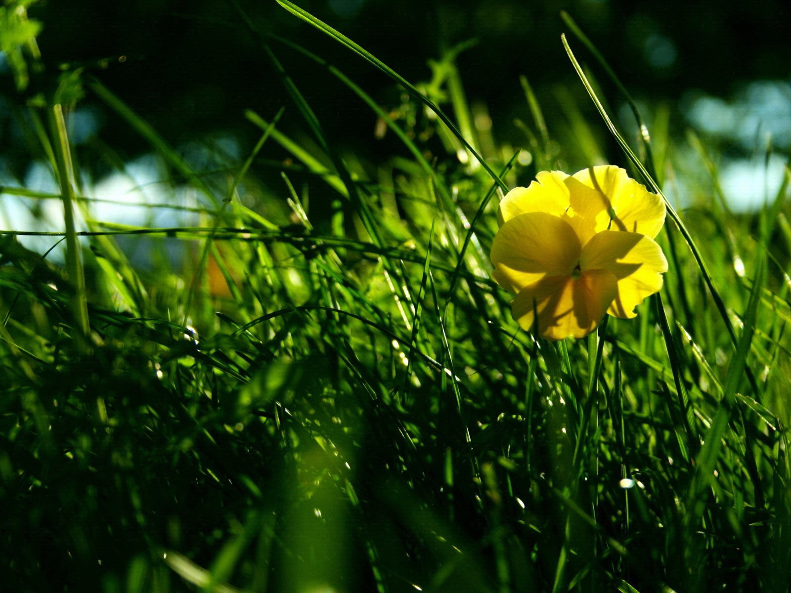 Фото природа трава цветы
