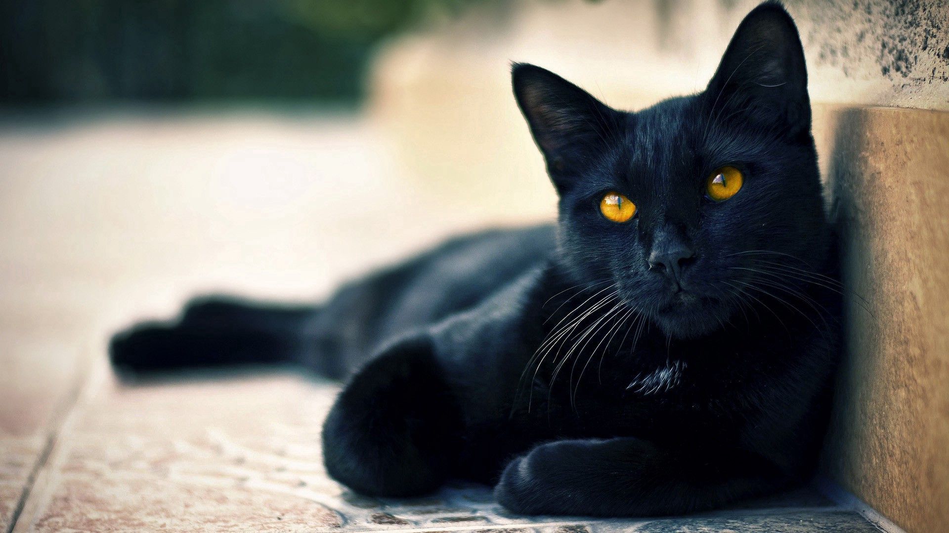 70304 завантажити шпалери заява, чорна кішка, тварини, лежати, брехати, морда, вродливий, красивий, погляд, чорний кіт, очікування - заставки і картинки безкоштовно