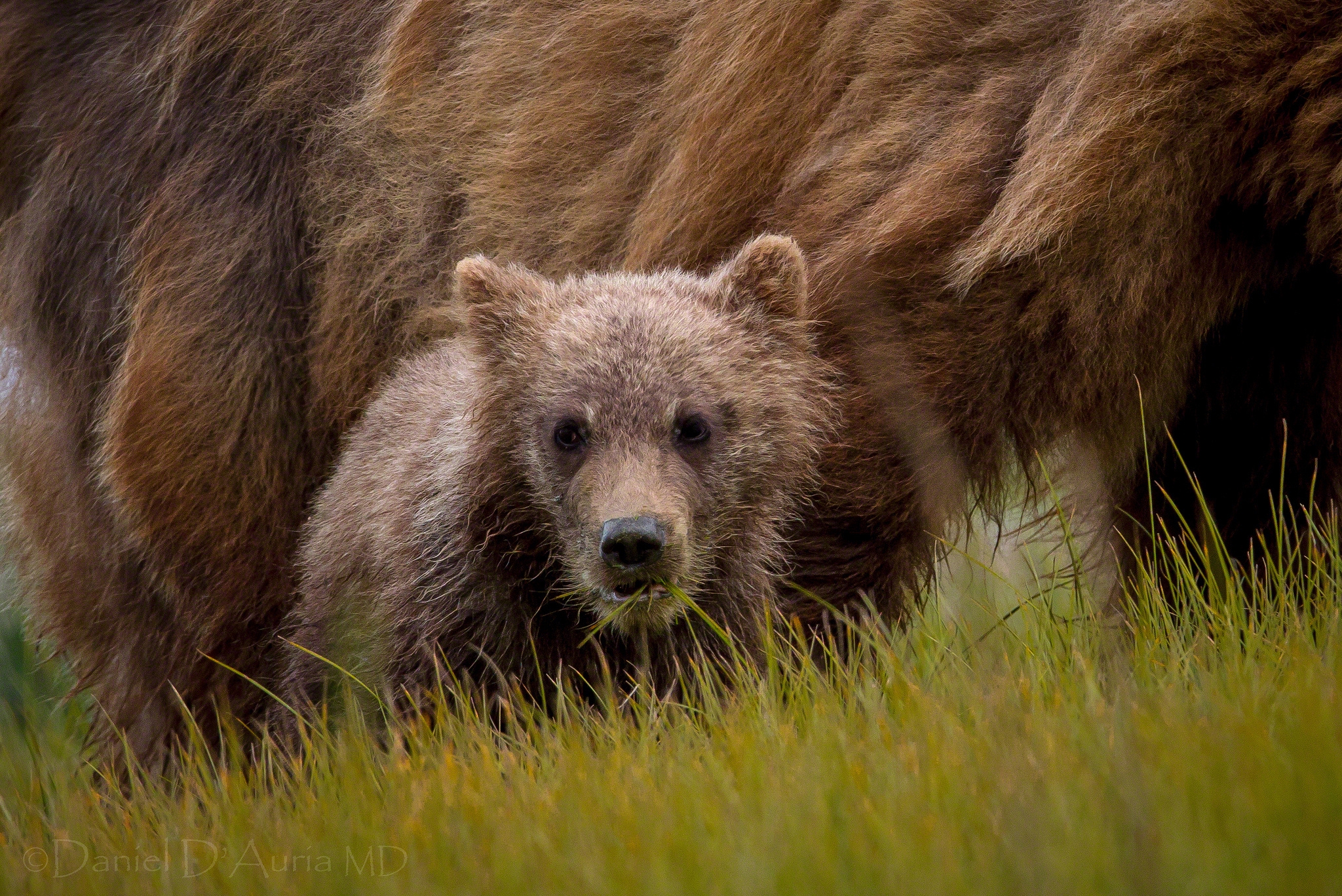 104900 скачать картинку медвежонок, животные, трава, детеныш - обои и заставки бесплатно