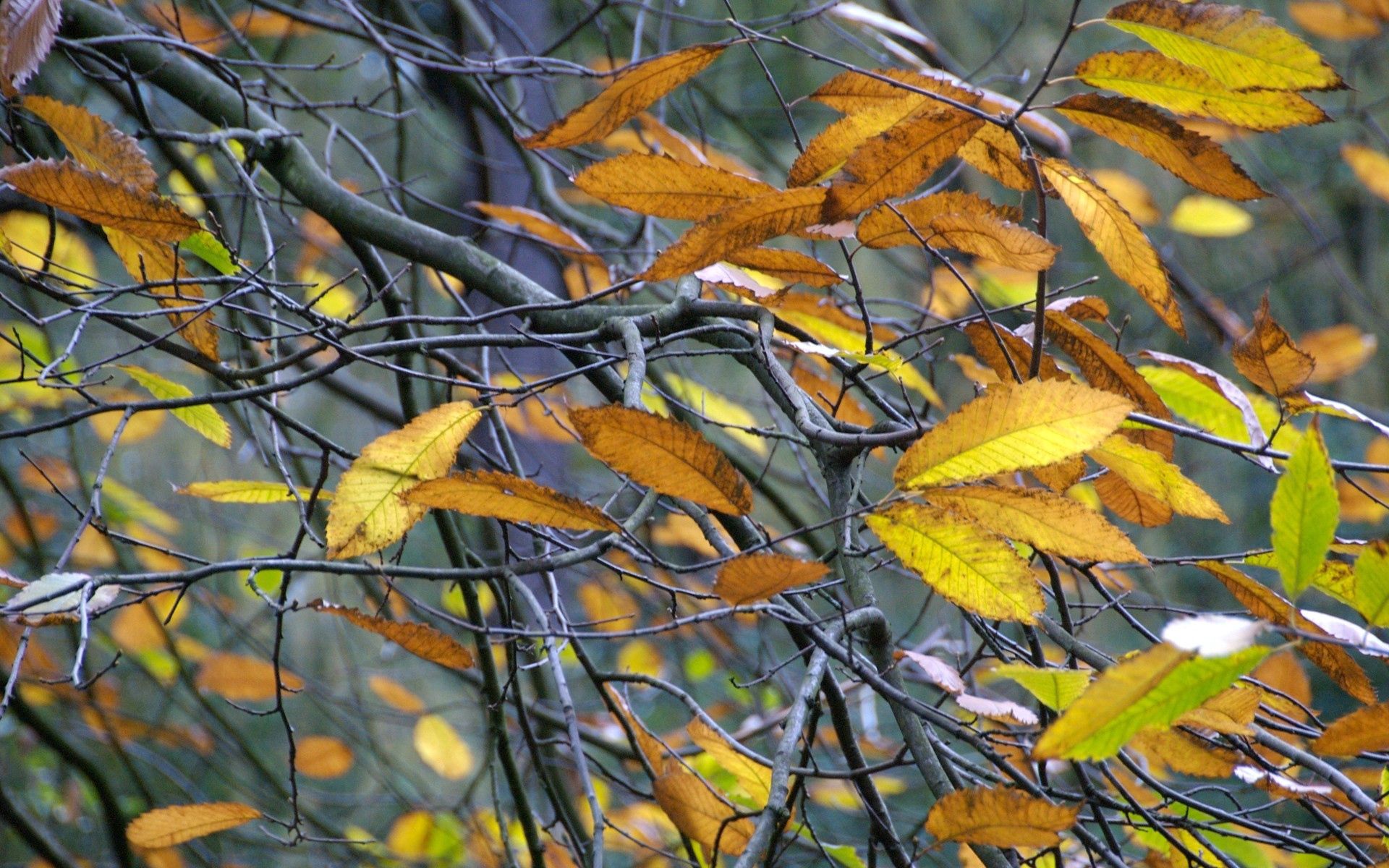 ясень фото опавших листьев осенью