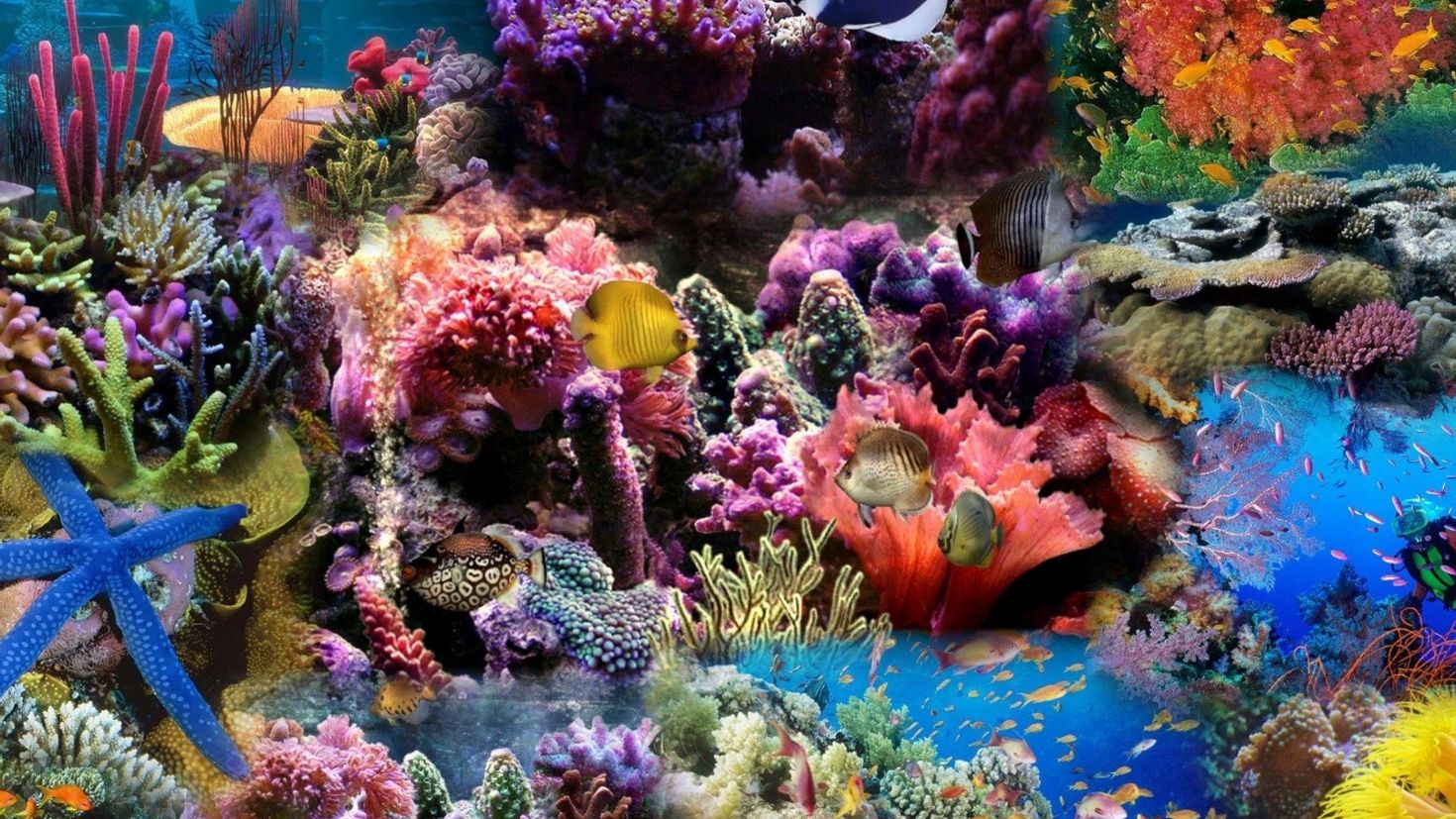 Кораллы Карибского моря