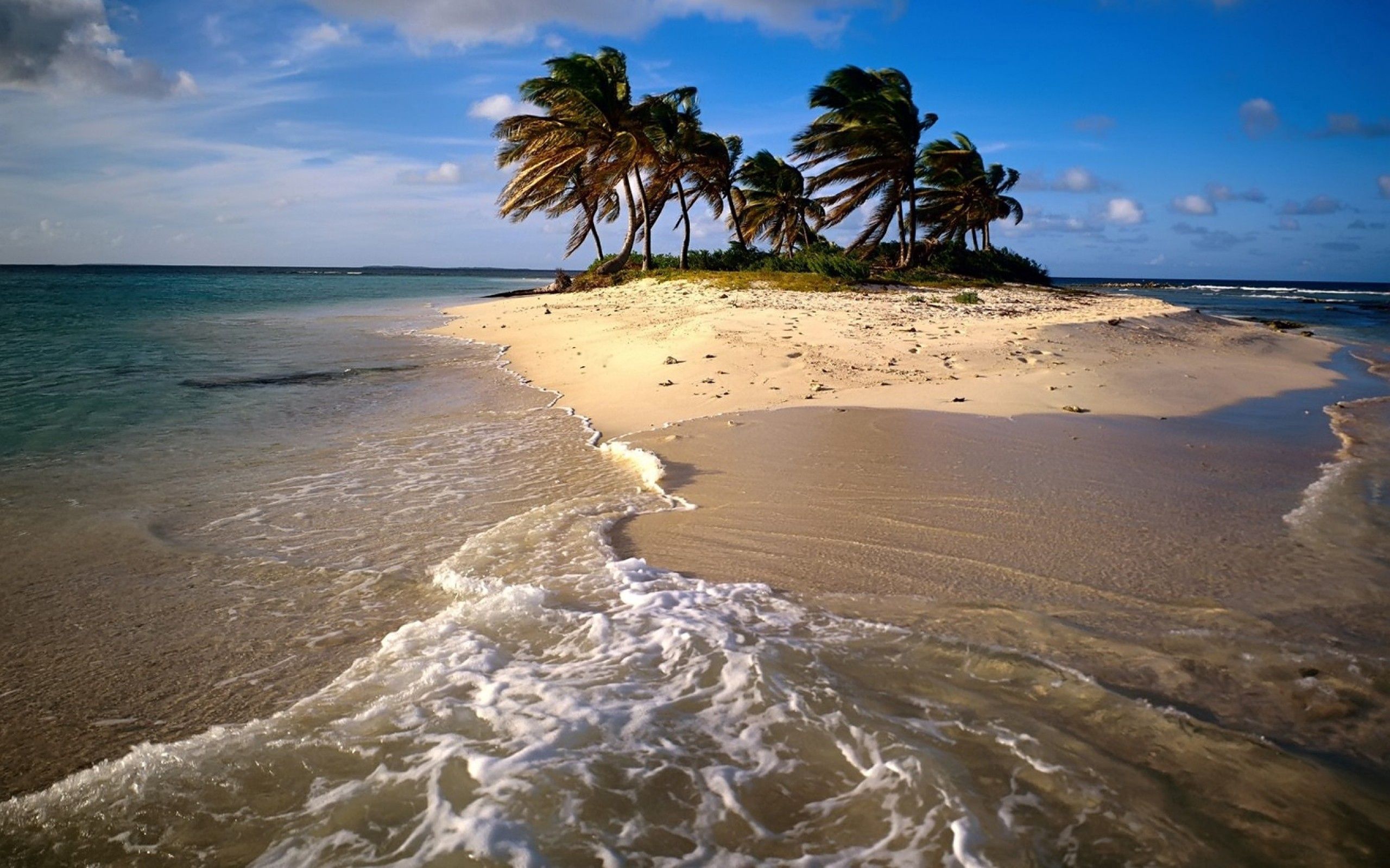 Mobile wallpaper palm, beach, nature, sea, sand