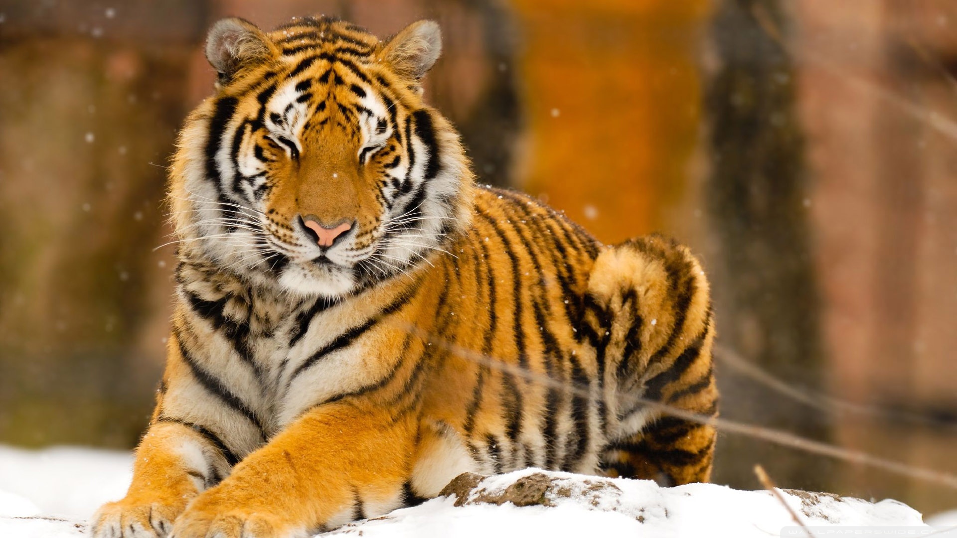 Сибирский тигр и Амурский тигр